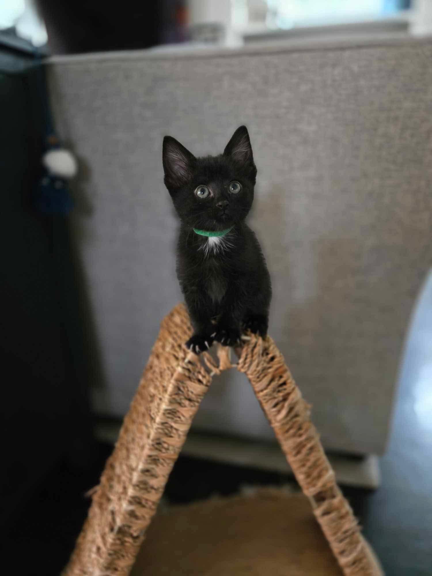 Enlarge Jyn, a Adoptable mixed breed in Chicago, IL image 5/5