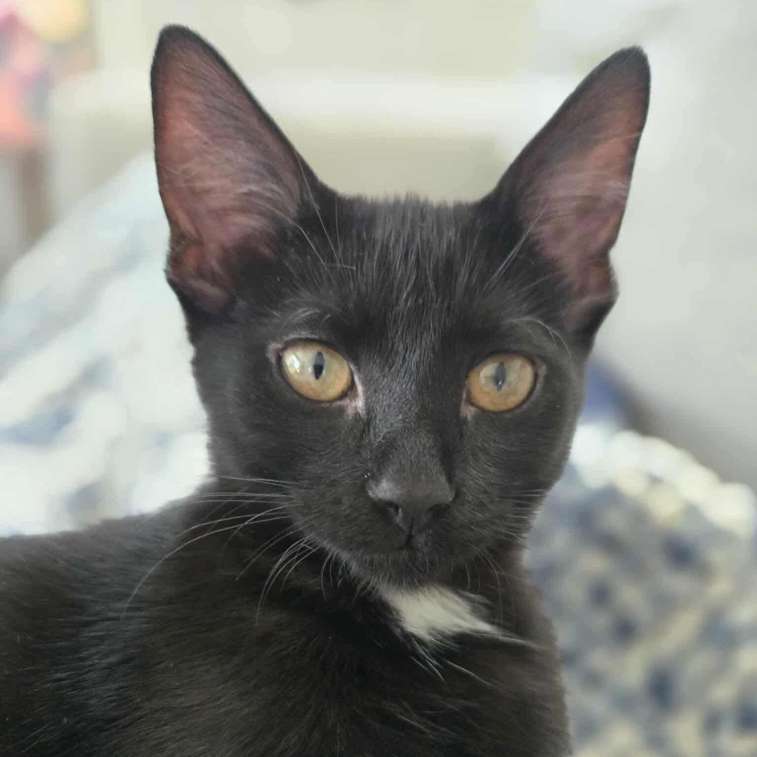 Jyn, a Adoptable mixed breed in Chicago, IL image 4/6