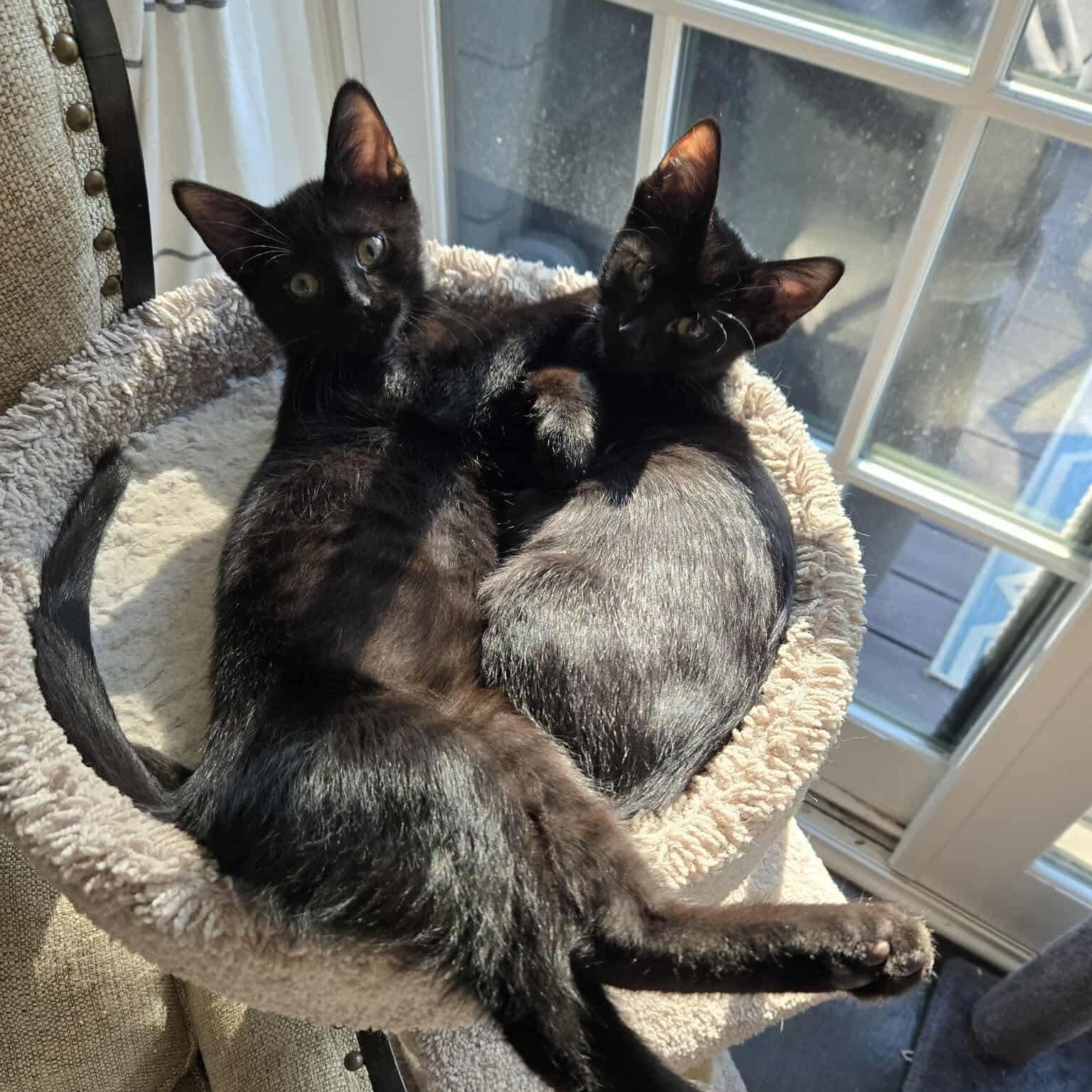 Jyn, a Adoptable mixed breed in Chicago, IL image 6/6