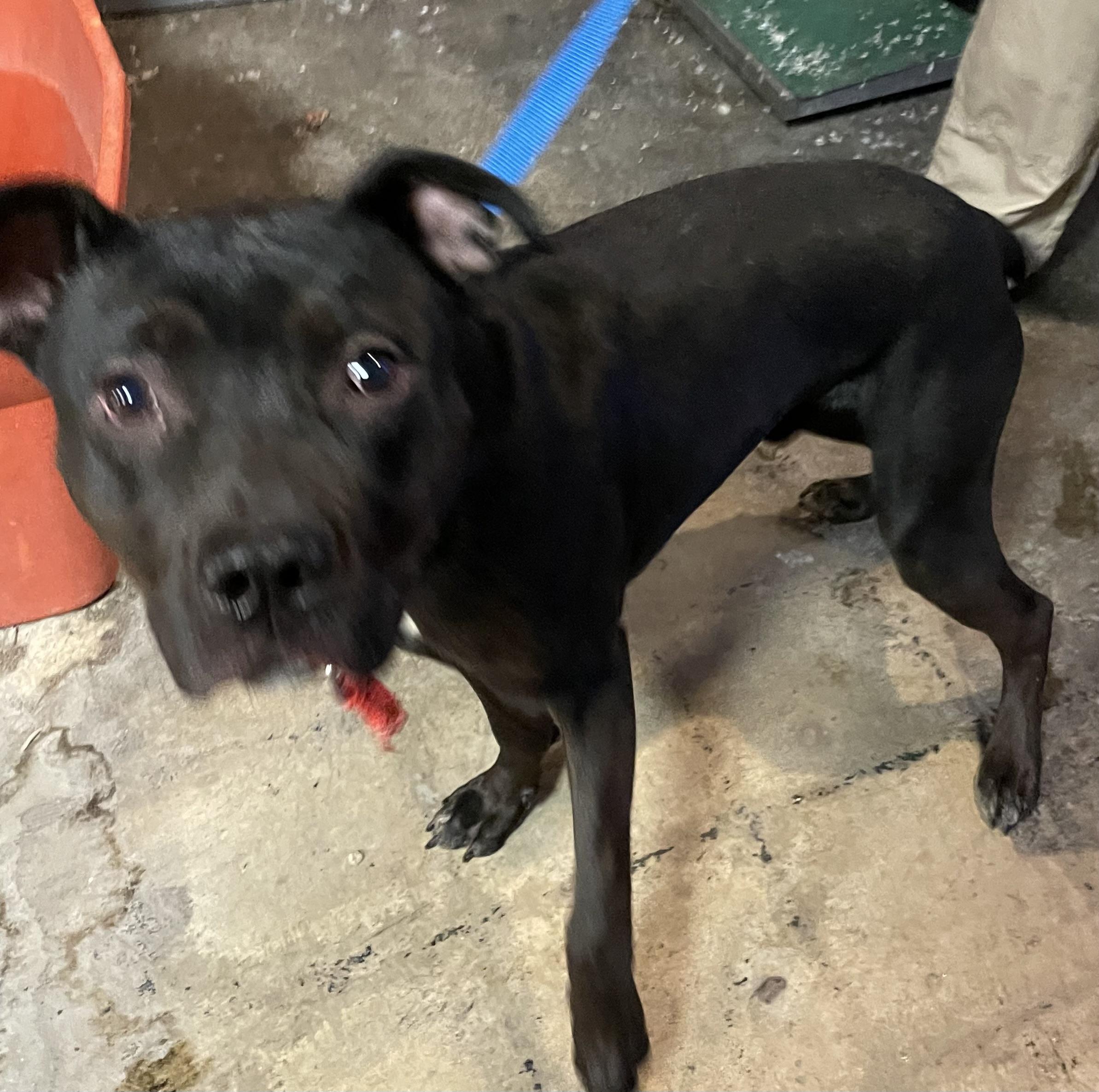 Enlarge Theo AVAILABLE, a ADOPTABLE mixed breed in Canton, OH image 5/6