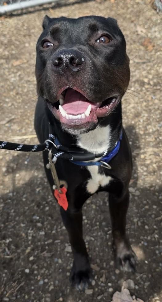 Enlarge Theo AVAILABLE, a ADOPTABLE mixed breed in Canton, OH image 4/6