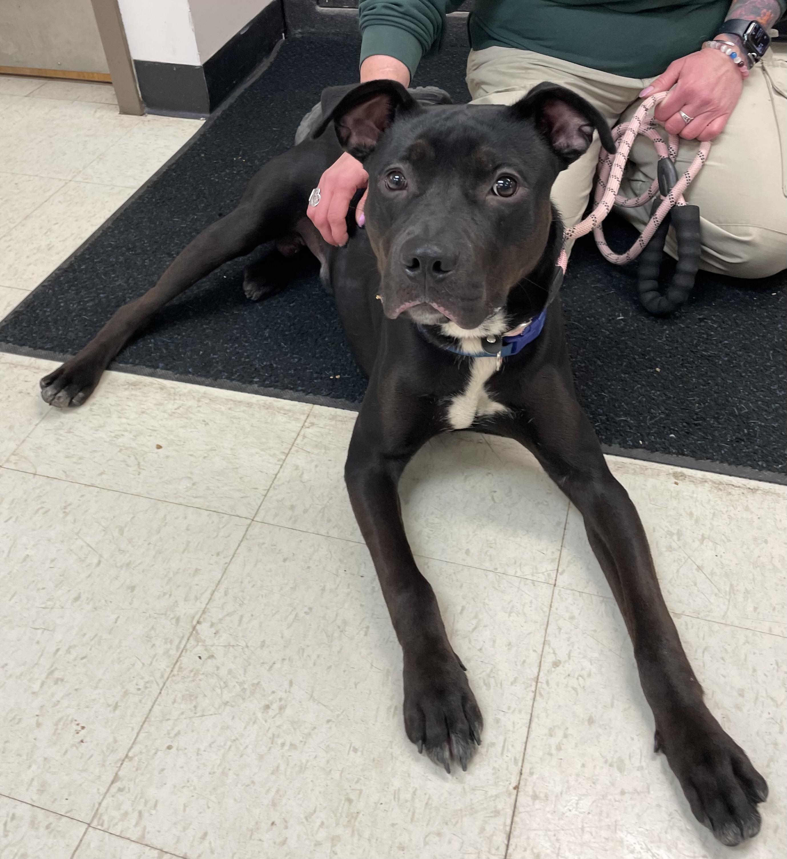 Enlarge Theo AVAILABLE, a ADOPTABLE mixed breed in Canton, OH image 1/6