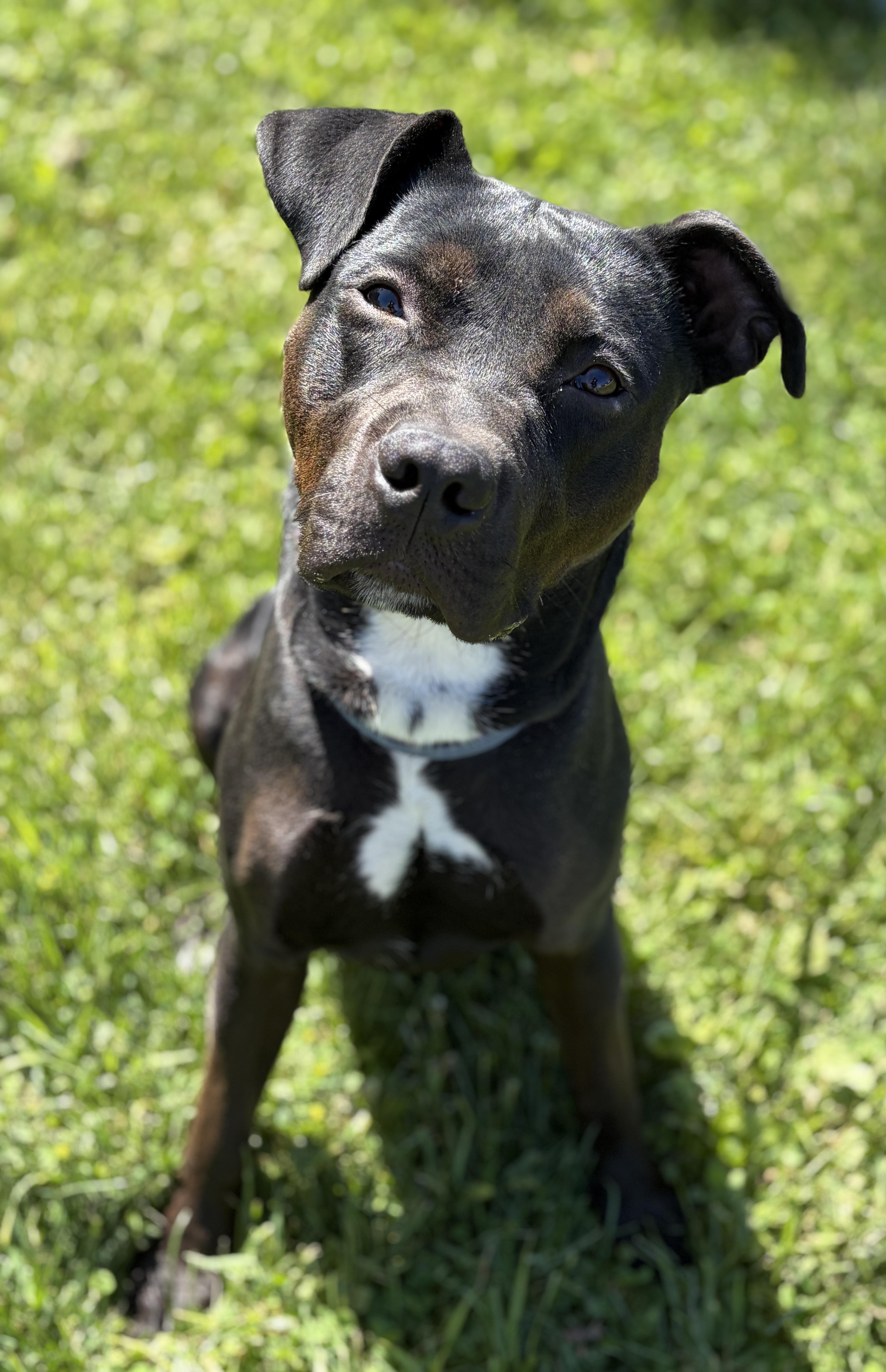 Theo AVAILABLE, a ADOPTABLE mixed breed in Canton, OH image 1/6