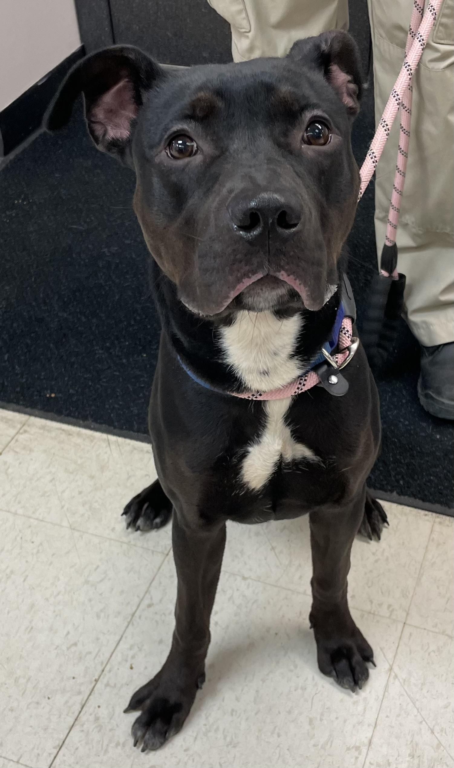 Enlarge Theo AVAILABLE, a ADOPTABLE mixed breed in Canton, OH image 2/6