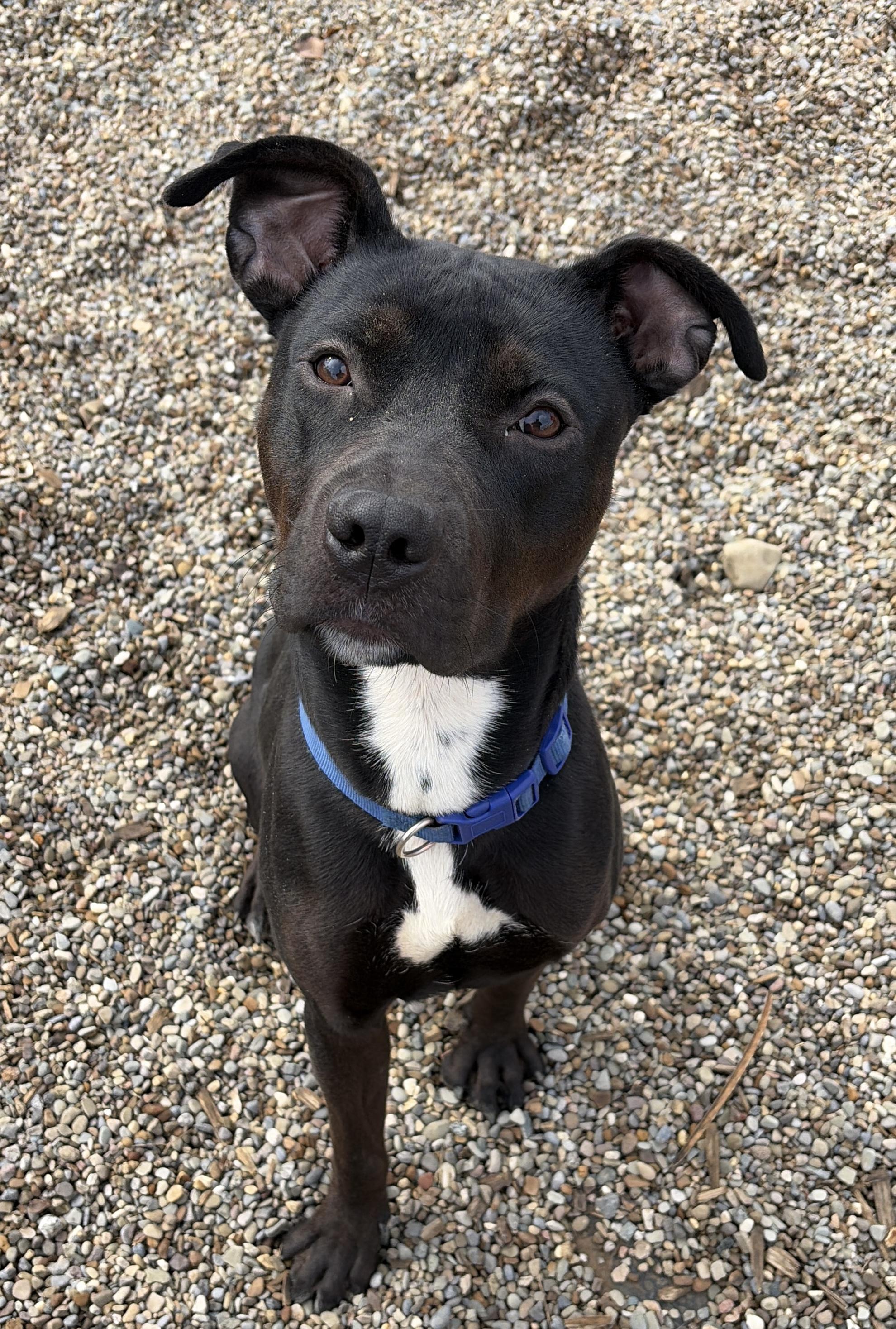 Enlarge Theo AVAILABLE, a ADOPTABLE mixed breed in Canton, OH image 1/6