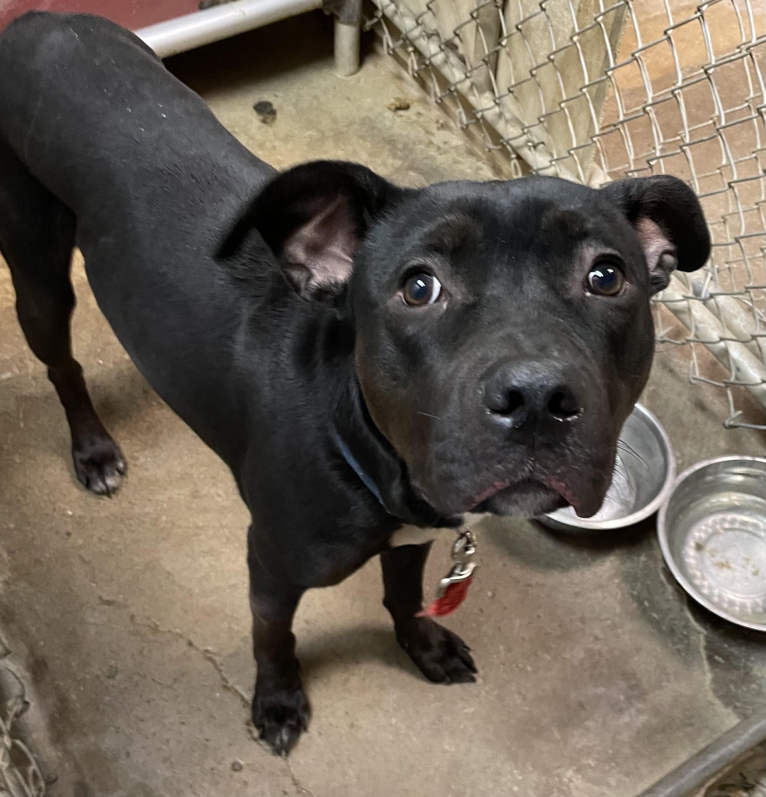 Enlarge Theo AVAILABLE, a ADOPTABLE mixed breed in Canton, OH image 6/6