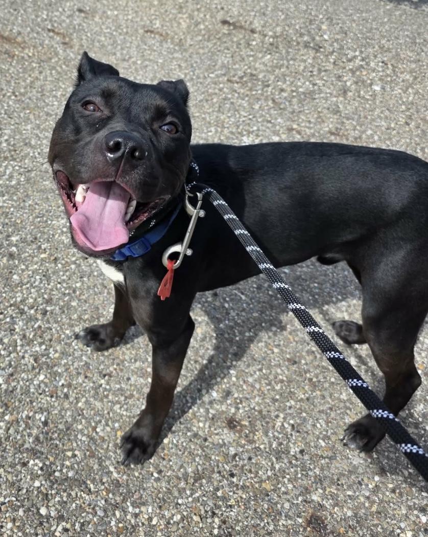 Enlarge Theo AVAILABLE, a ADOPTABLE mixed breed in Canton, OH image 3/6