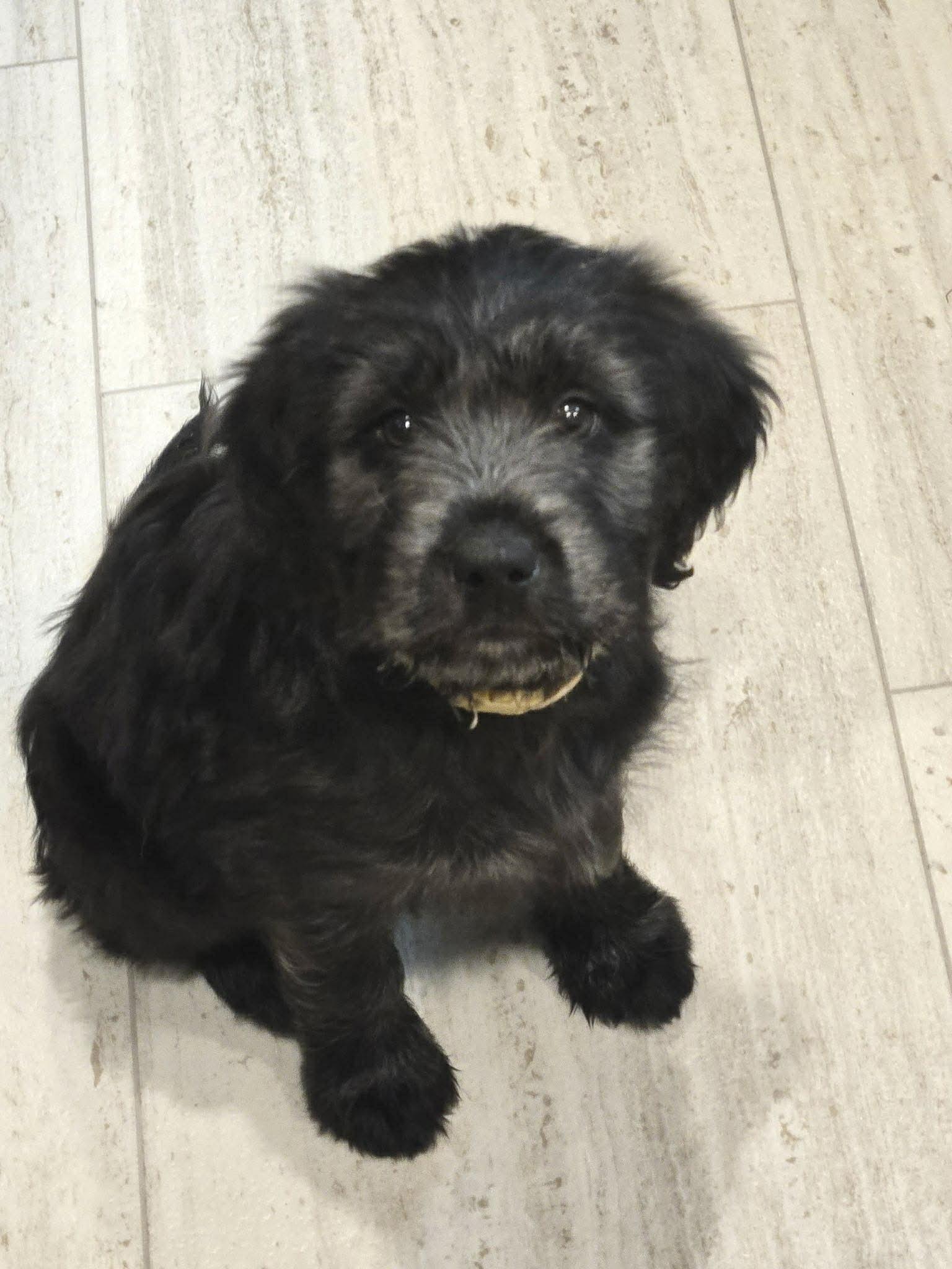 Enlarge Velvet, an adopted mixed breed in Hillsdale, NY image 5/5