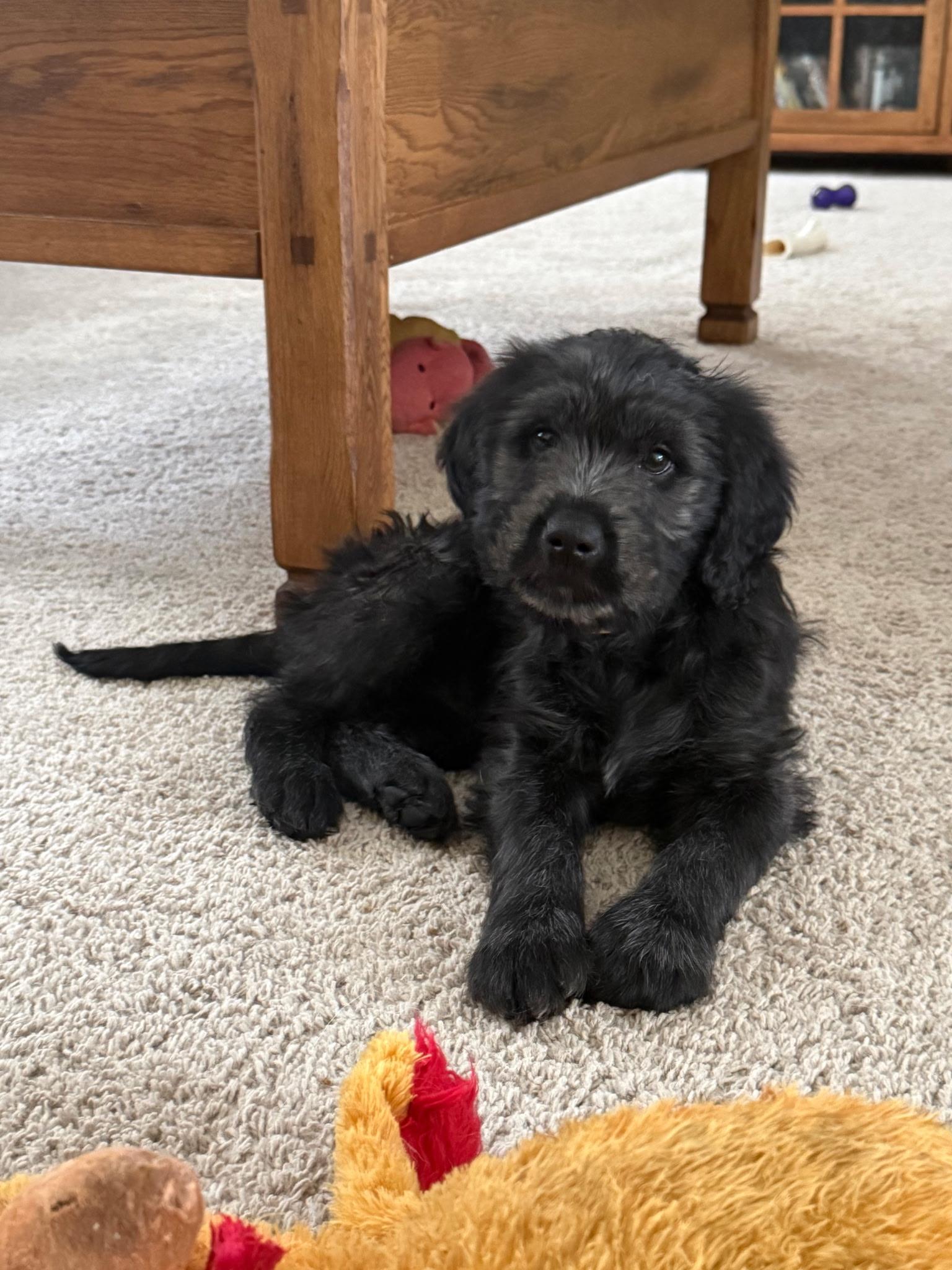 Velvet, adopted, Puppy Female Labradoodle.