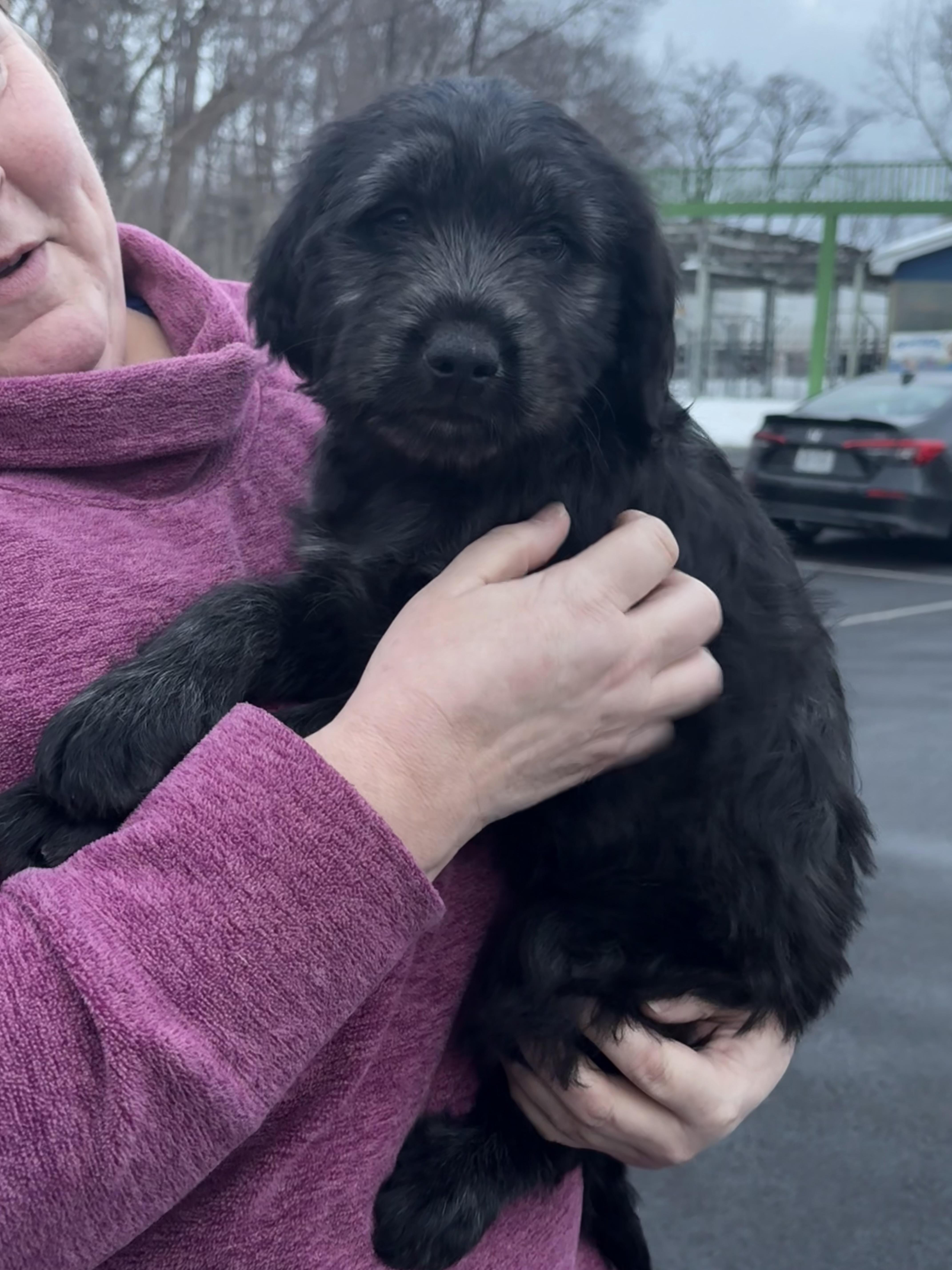 Enlarge Velvet, an adopted mixed breed in Hillsdale, NY image 3/5