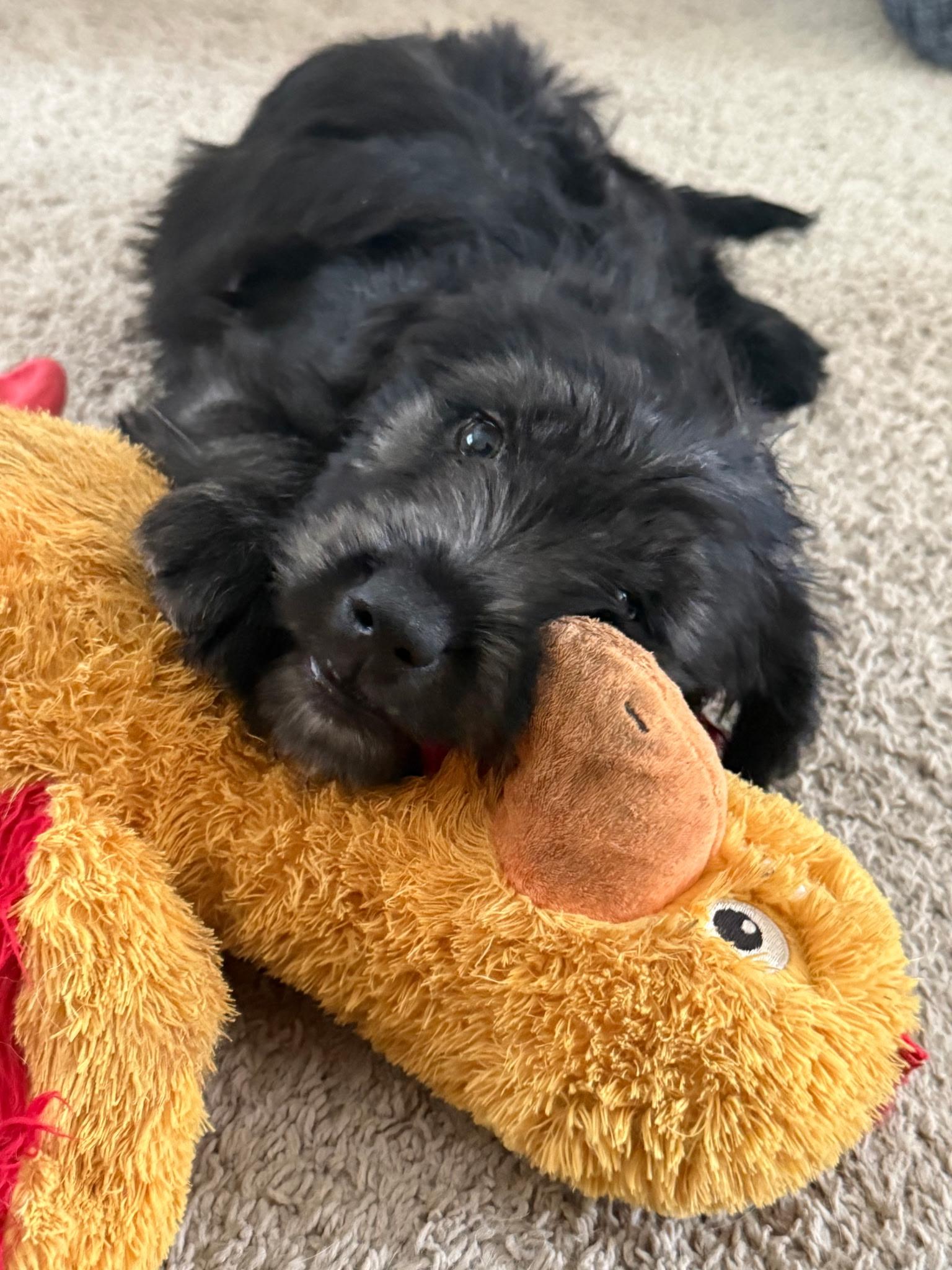 Enlarge Velvet, an adopted mixed breed in Hillsdale, NY image 2/5