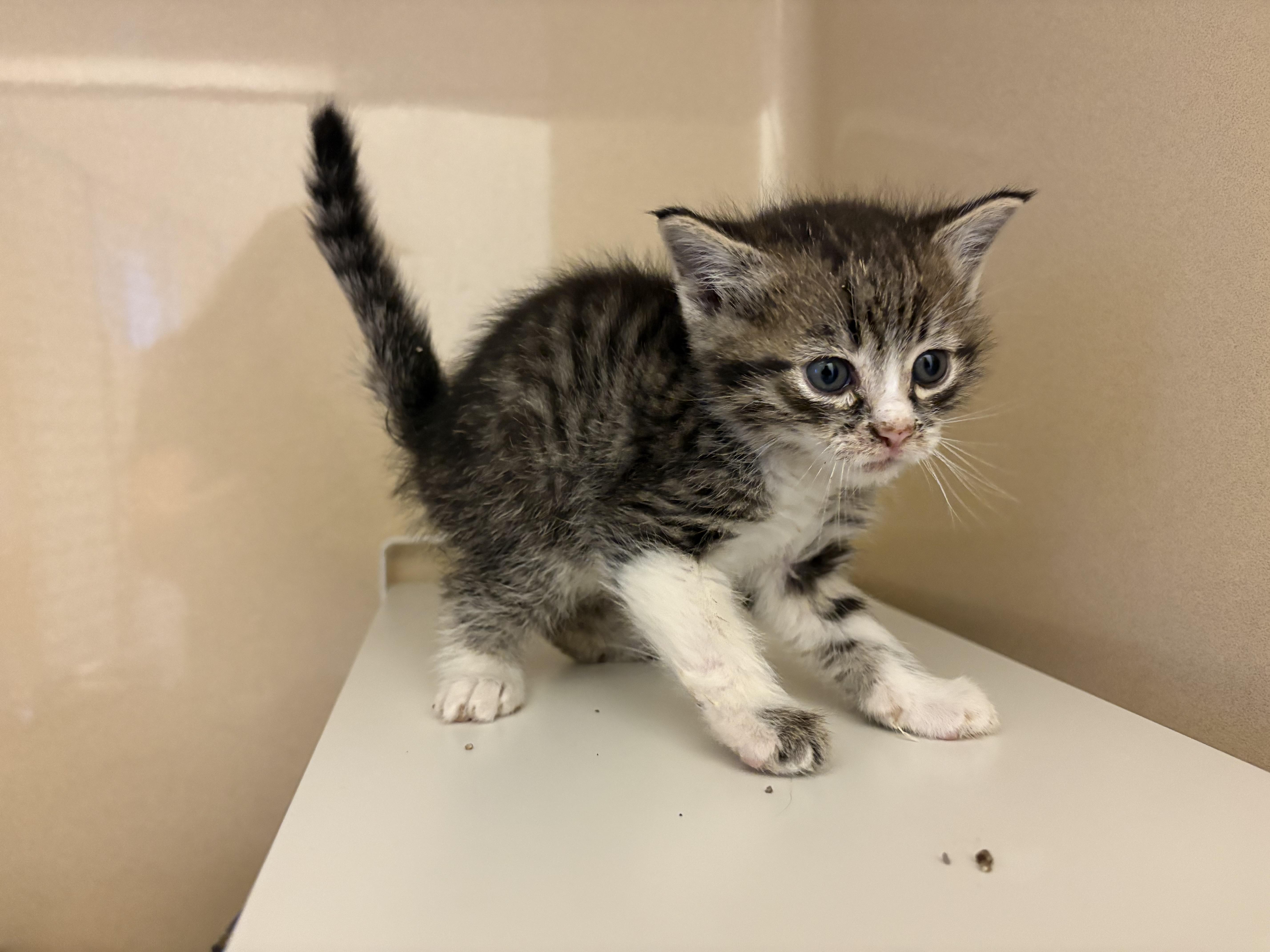 Stray Kittens, an adoptable Domestic Short Hair in Hays, KS, 67601 | Photo Image 2