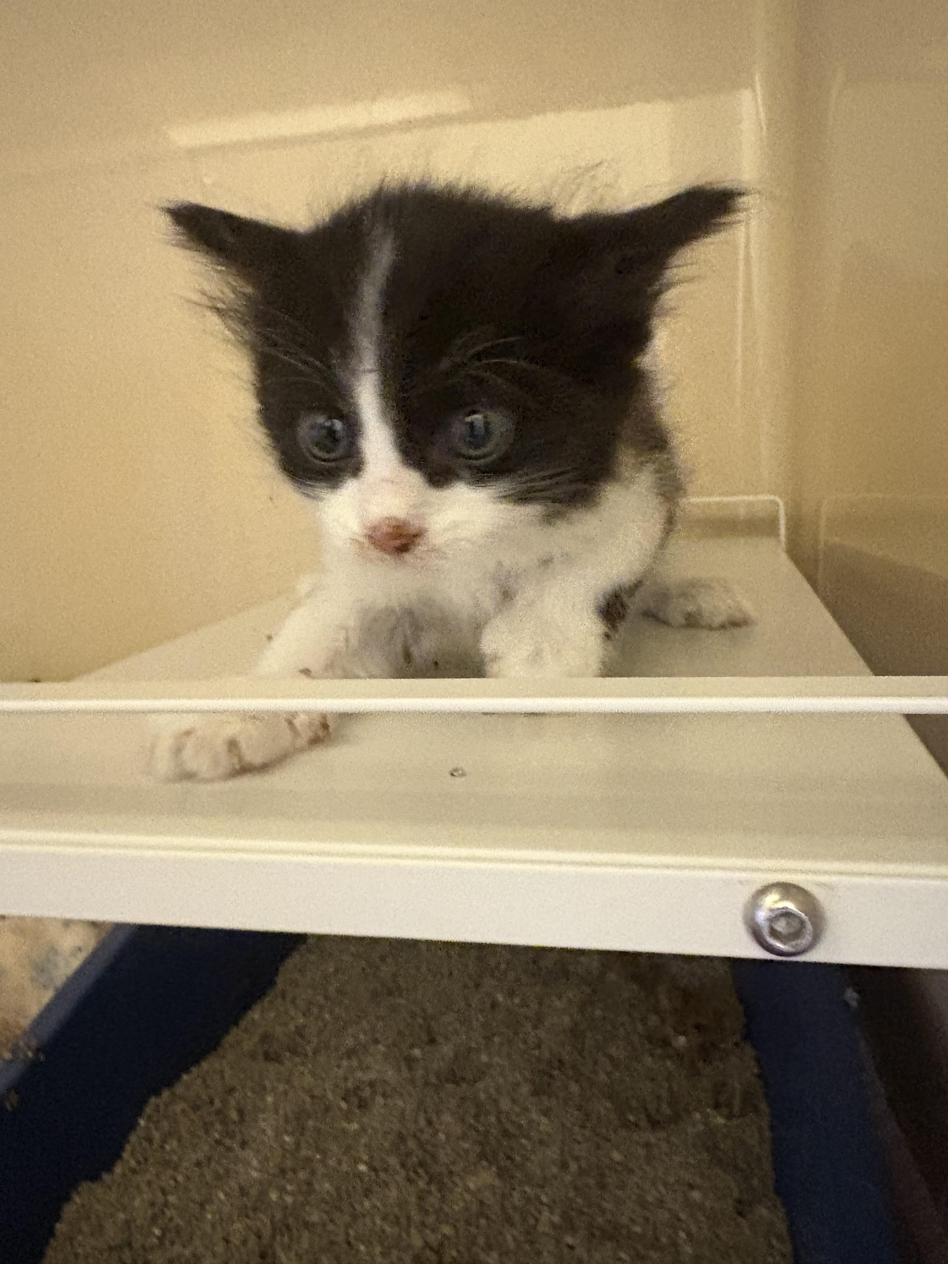 Stray Kittens, an adoptable Domestic Short Hair in Hays, KS, 67601 | Photo Image 3