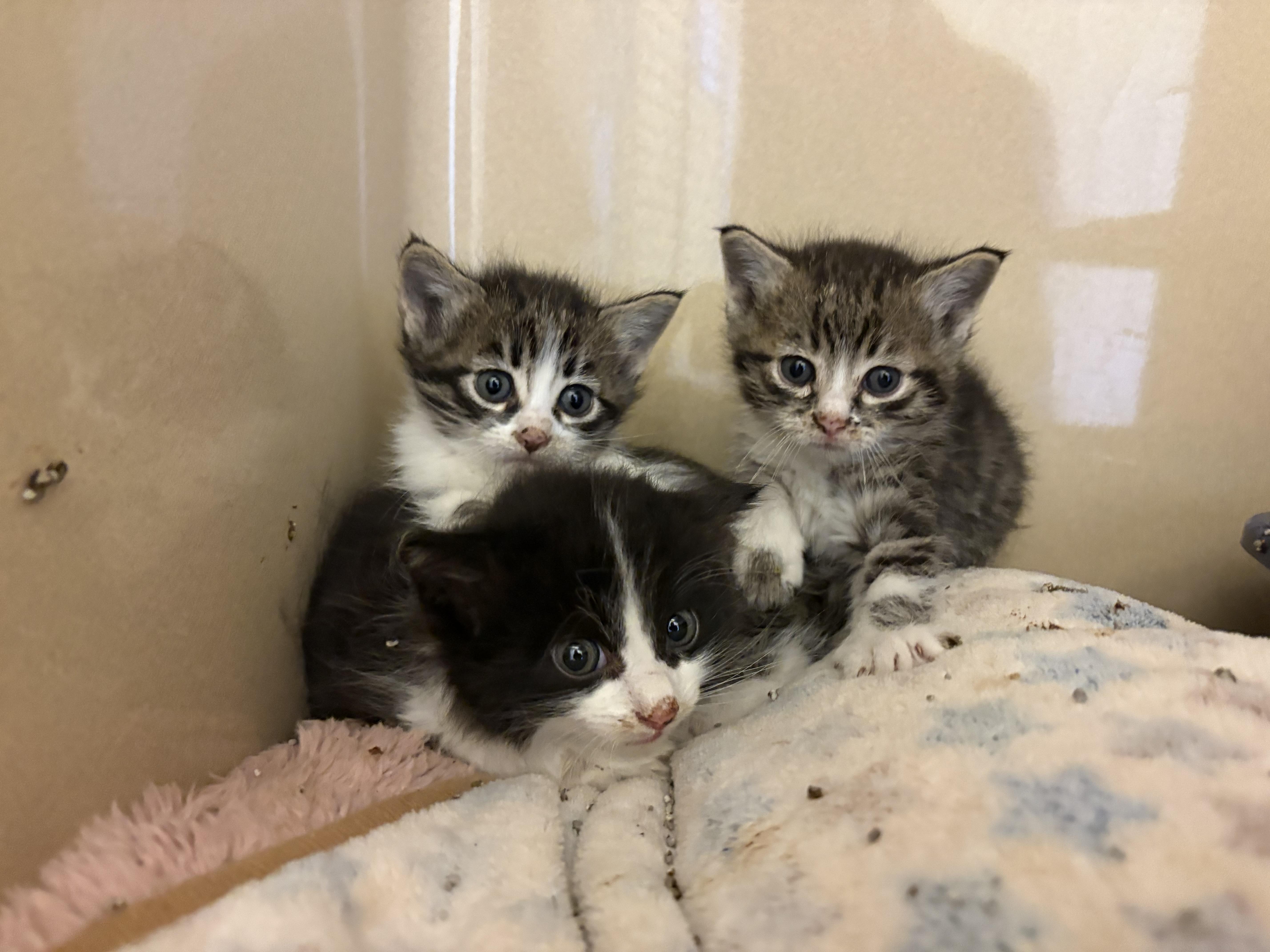 Stray Kittens, an adoptable Domestic Short Hair in Hays, KS, 67601 | Photo Image 1