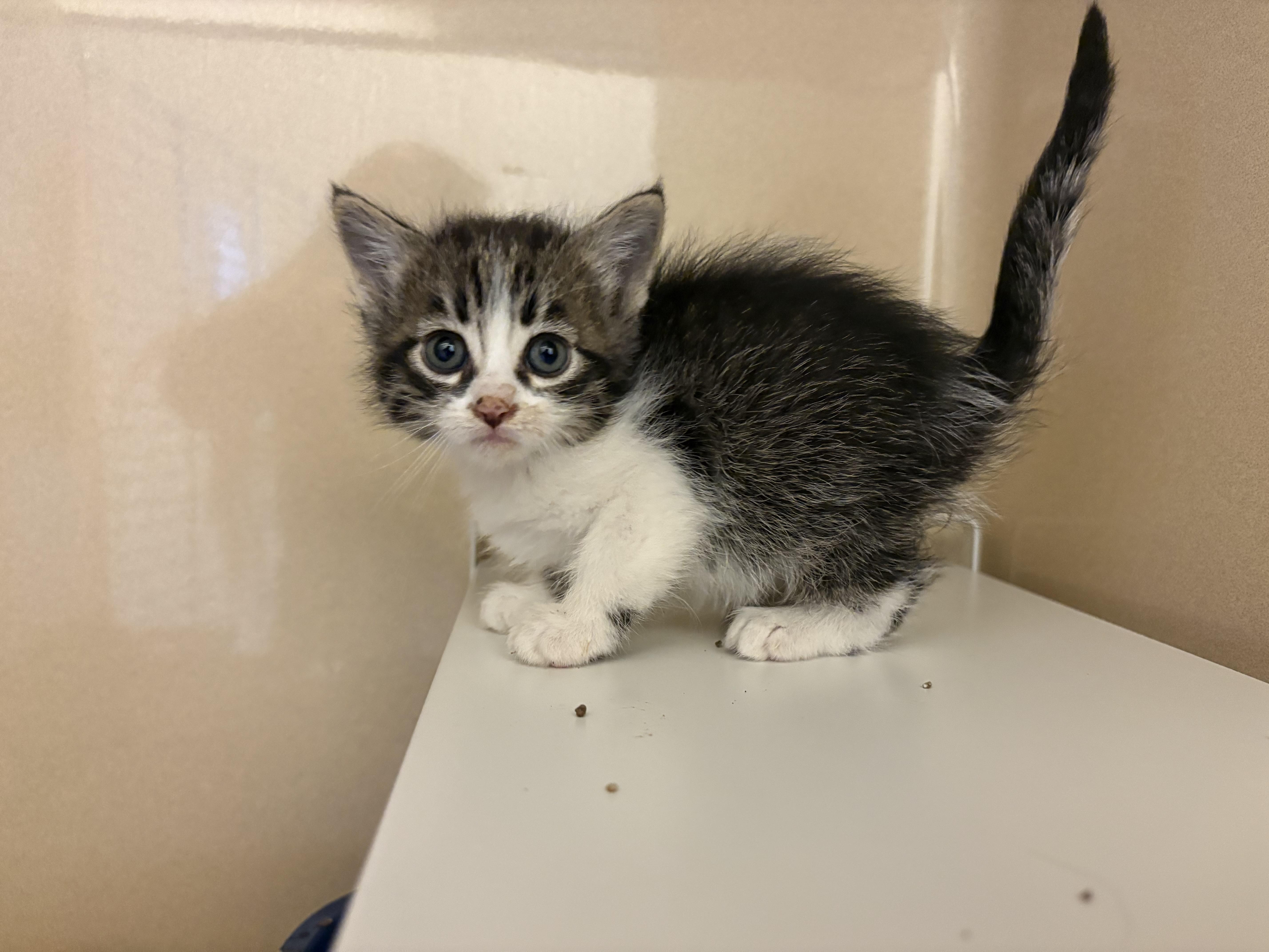 Stray Kittens, an adoptable Domestic Short Hair in Hays, KS, 67601 | Photo Image 4