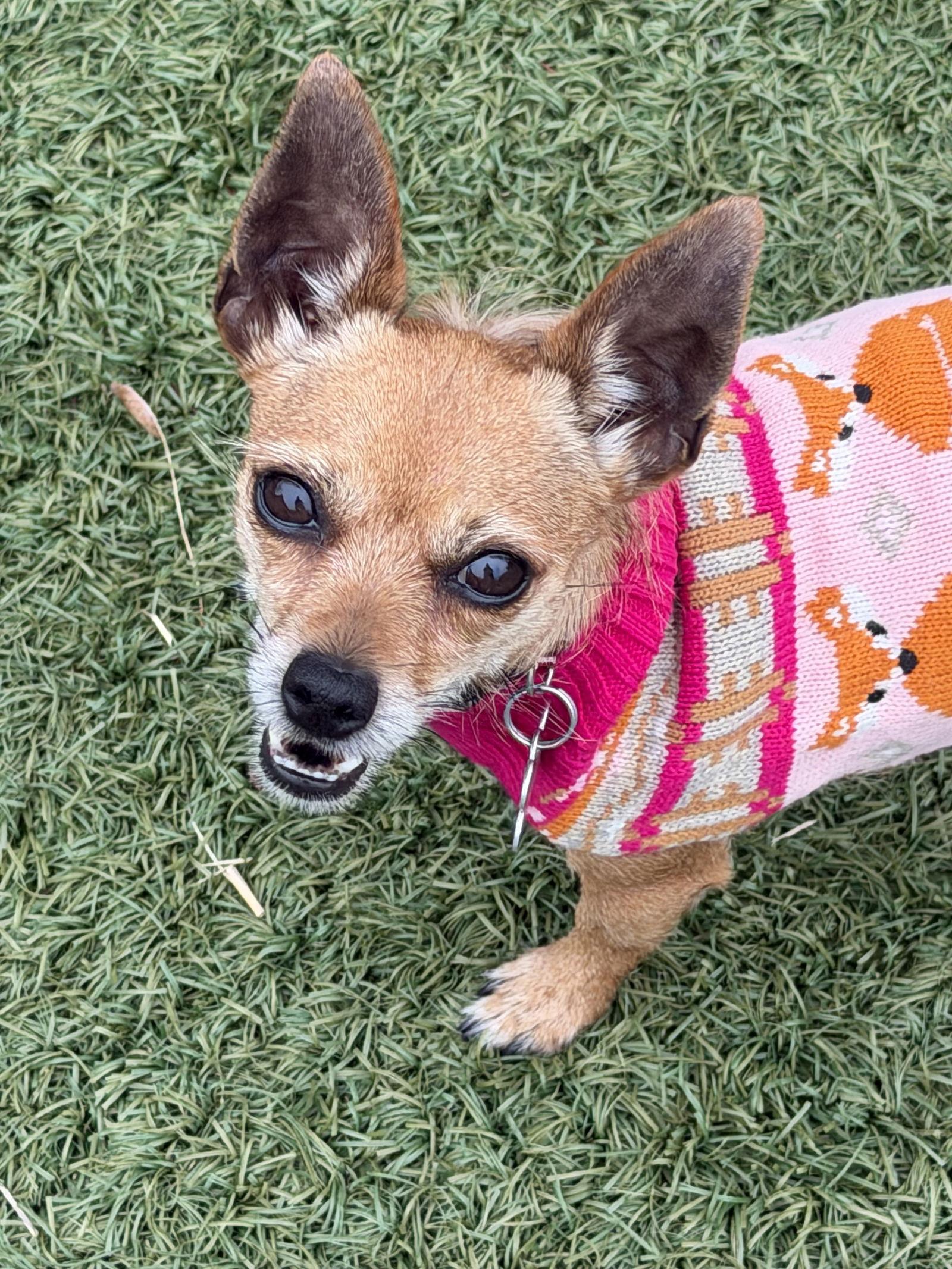 Enlarge Harley, a Adoptable Chihuahua in Palo Alto, CA image 1/3