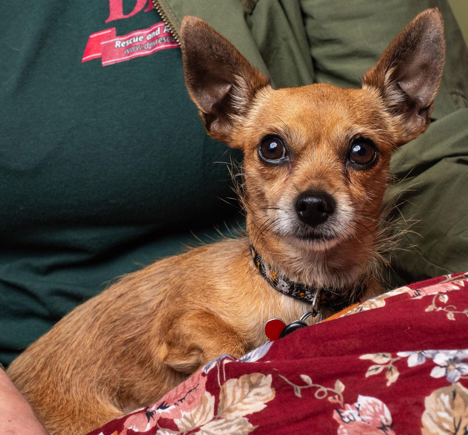 Enlarge Harley, a Adoptable Chihuahua in Palo Alto, CA image 1/3