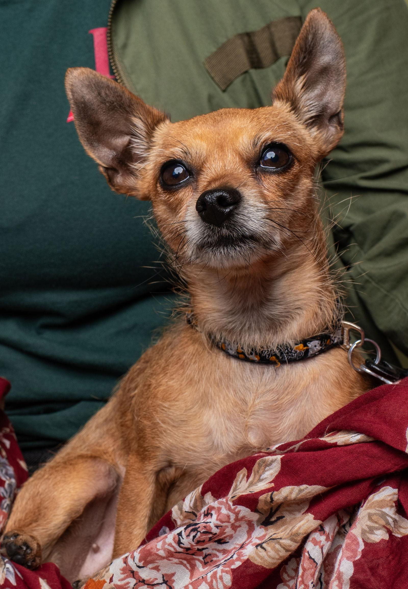 Enlarge Harley, a Adoptable Chihuahua in Palo Alto, CA image 2/3