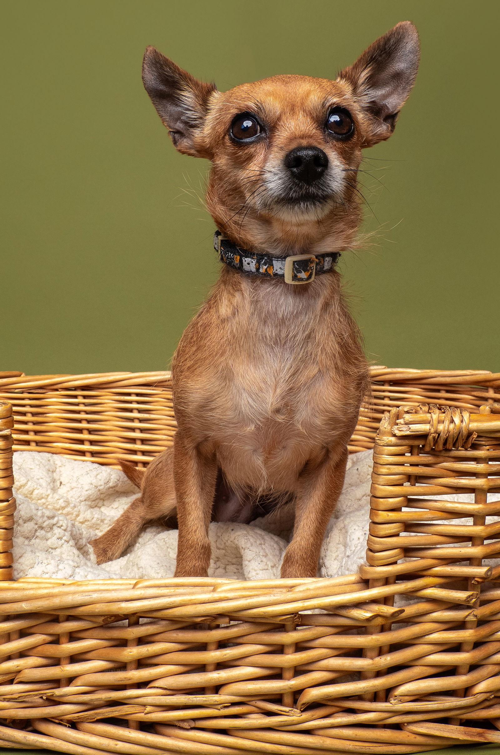 Enlarge Harley, a Adoptable Chihuahua in Palo Alto, CA image 3/3