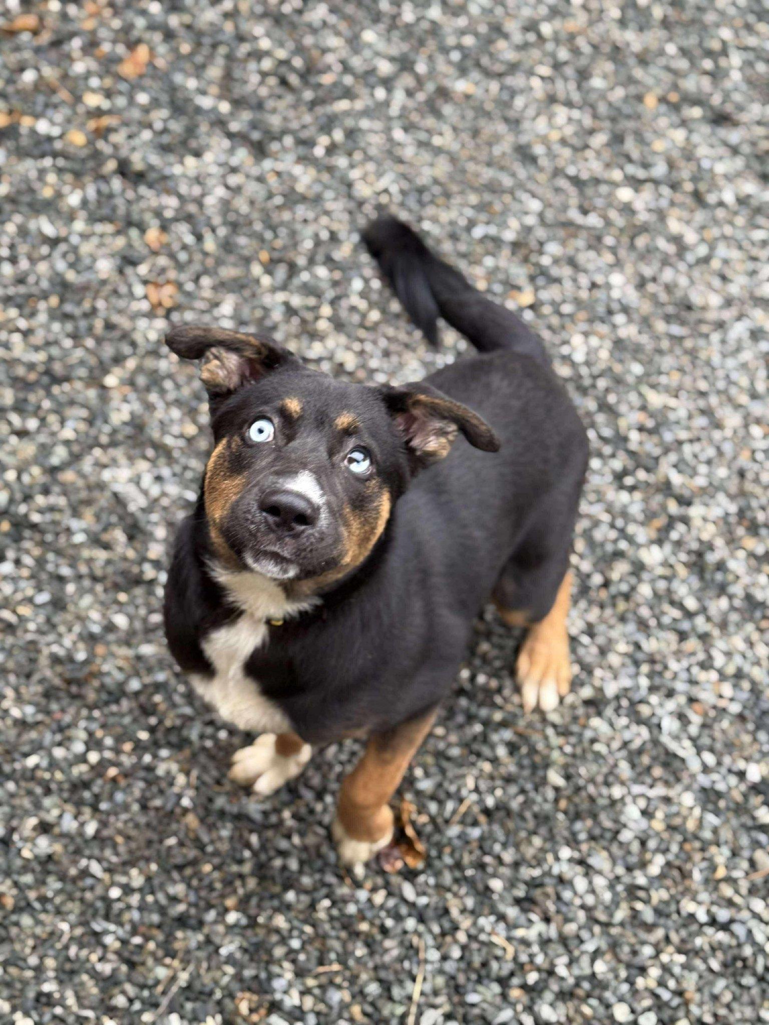 Astro, Adopted, Young Male Mixed Breed.