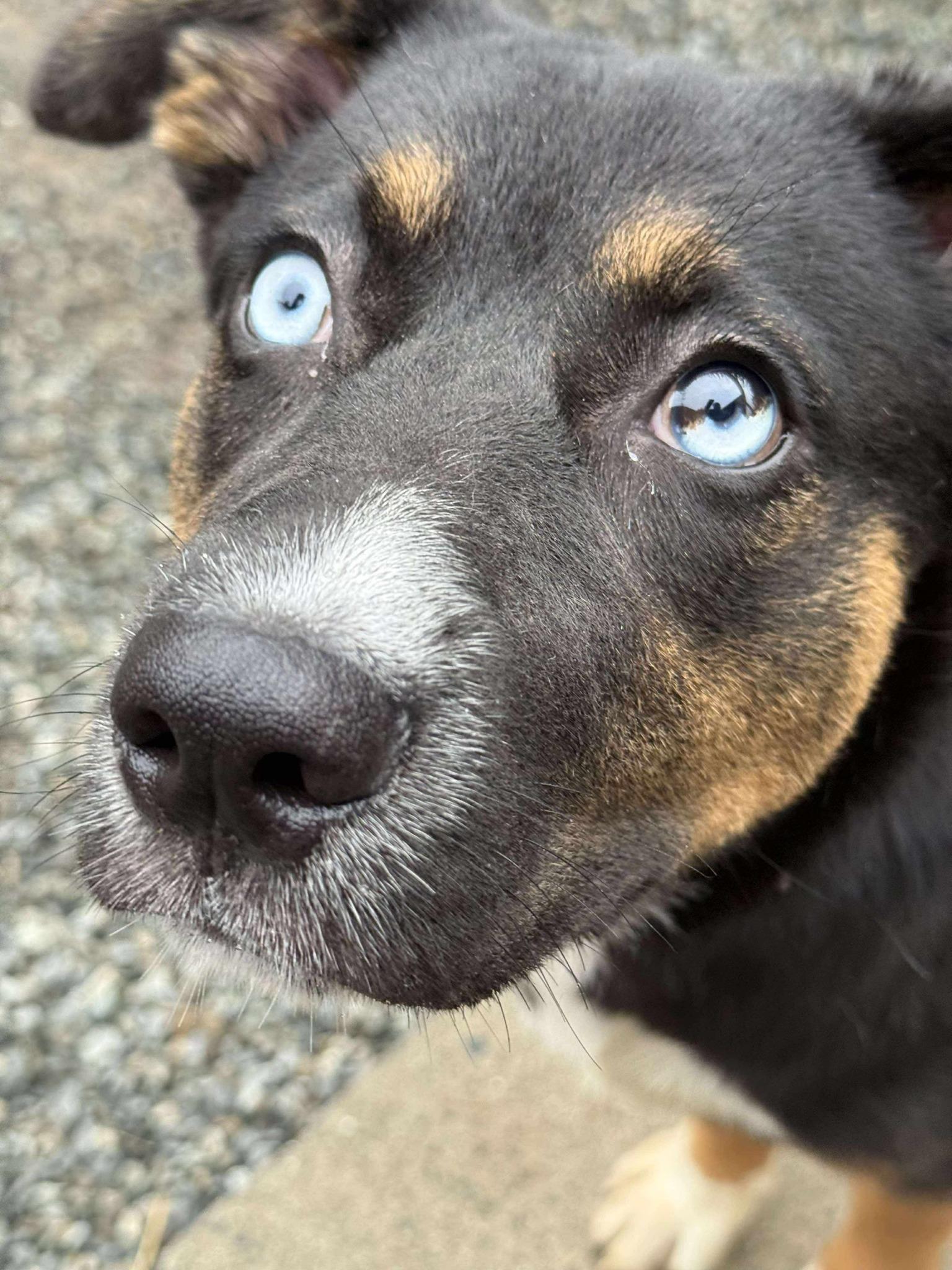 Enlarge Astro, a Adopted Mixed Breed in Lake Cowichan, BC image 2/3