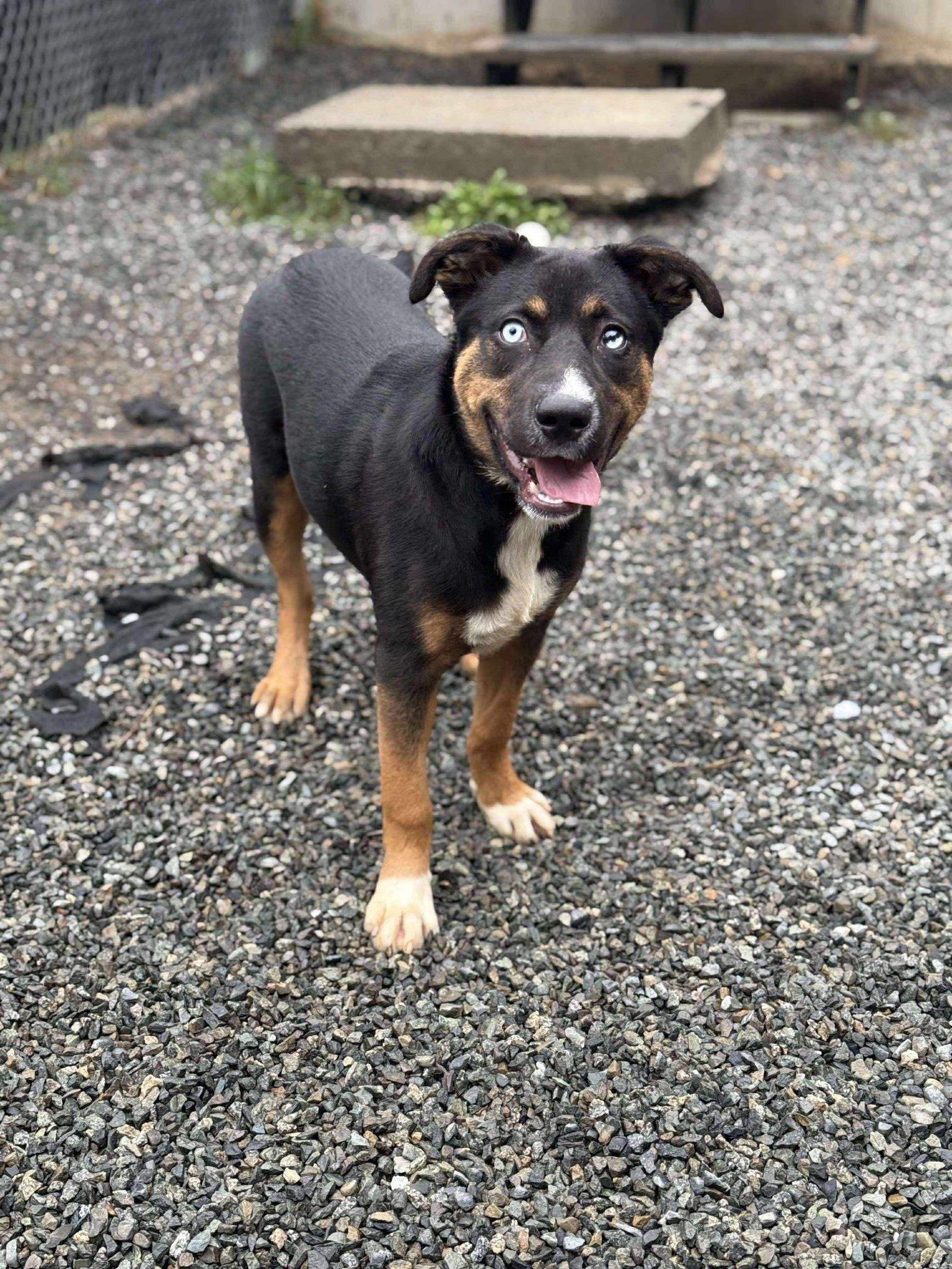 Enlarge Astro, a Adopted Mixed Breed in Lake Cowichan, BC image 3/3