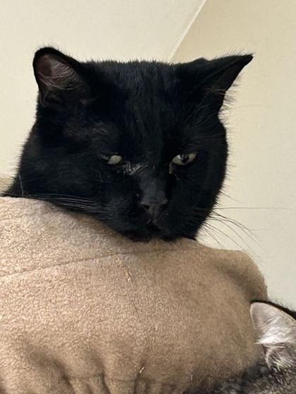 Enlarge Mo, a ADOPTABLE Domestic Short Hair in Hamilton, MT image 4/4