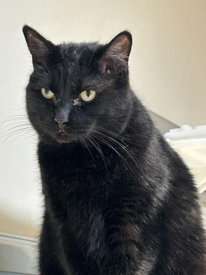 Enlarge Mo, a ADOPTABLE Domestic Short Hair in Hamilton, MT image 2/4