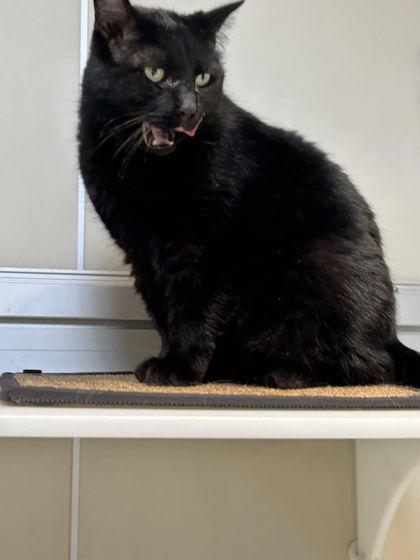 Enlarge Mo, a ADOPTABLE Domestic Short Hair in Hamilton, MT image 3/4