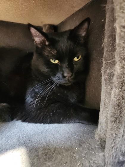 Mo, ADOPTABLE, Adult Male Domestic Short Hair.