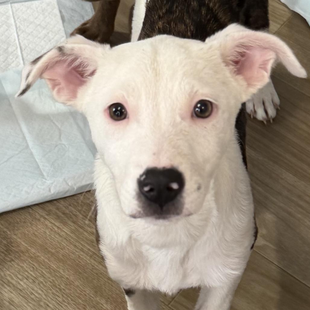 Enlarge Leonora, a Adoptable Collie in Rockville, MD image 2/2