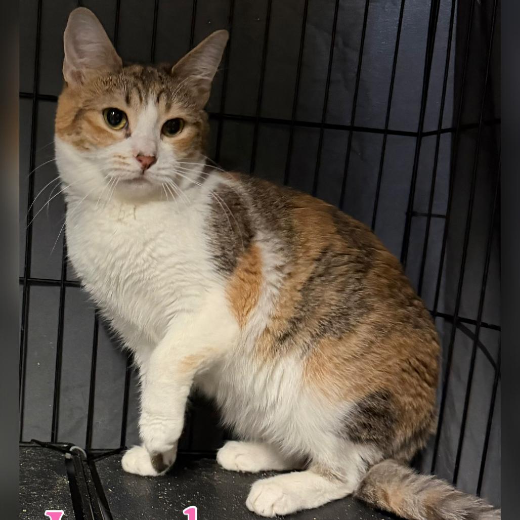 Enlarge London, a Adoptable Domestic Short Hair in Simi Valley, CA image 1/1