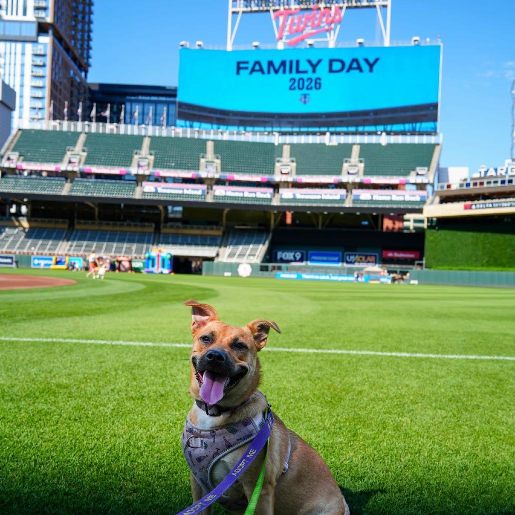 Radish D11405, Adoptable, Young Female Yellow Labrador Retriever & Corgi.