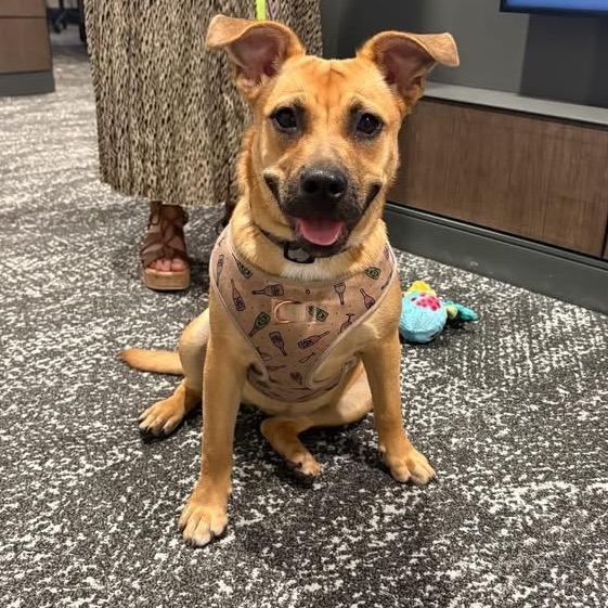 Enlarge Radish D11405, a Adoptable mixed breed in Blaine, MN image 2/6