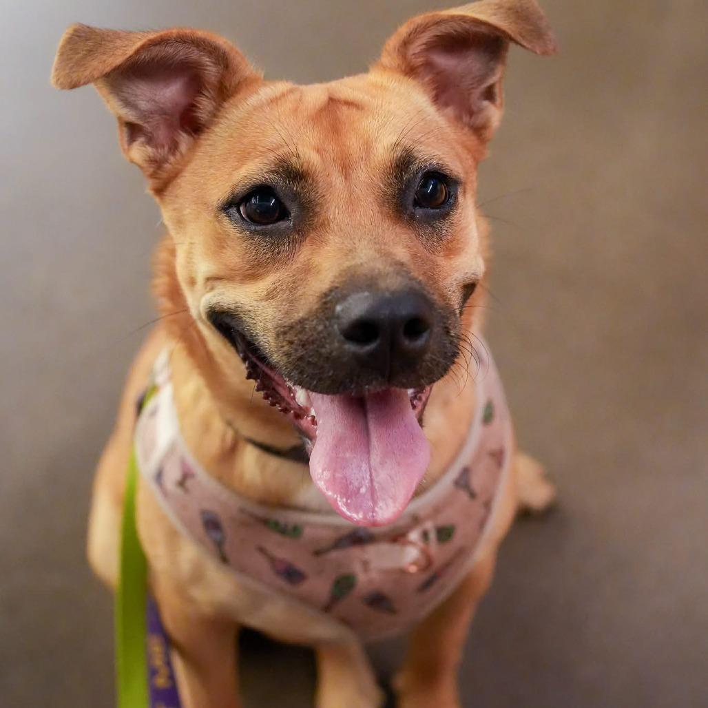 Enlarge Radish D11405, a Adoptable mixed breed in Blaine, MN image 6/6