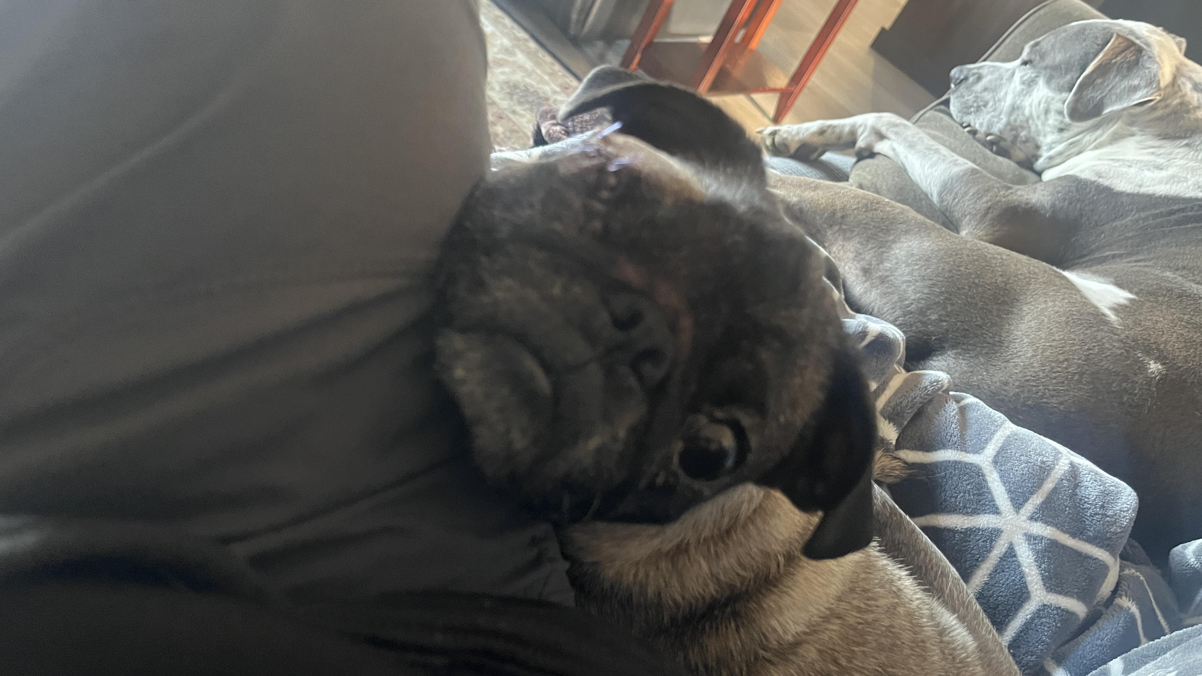 Gigi, adopted, Adult Female Pug.