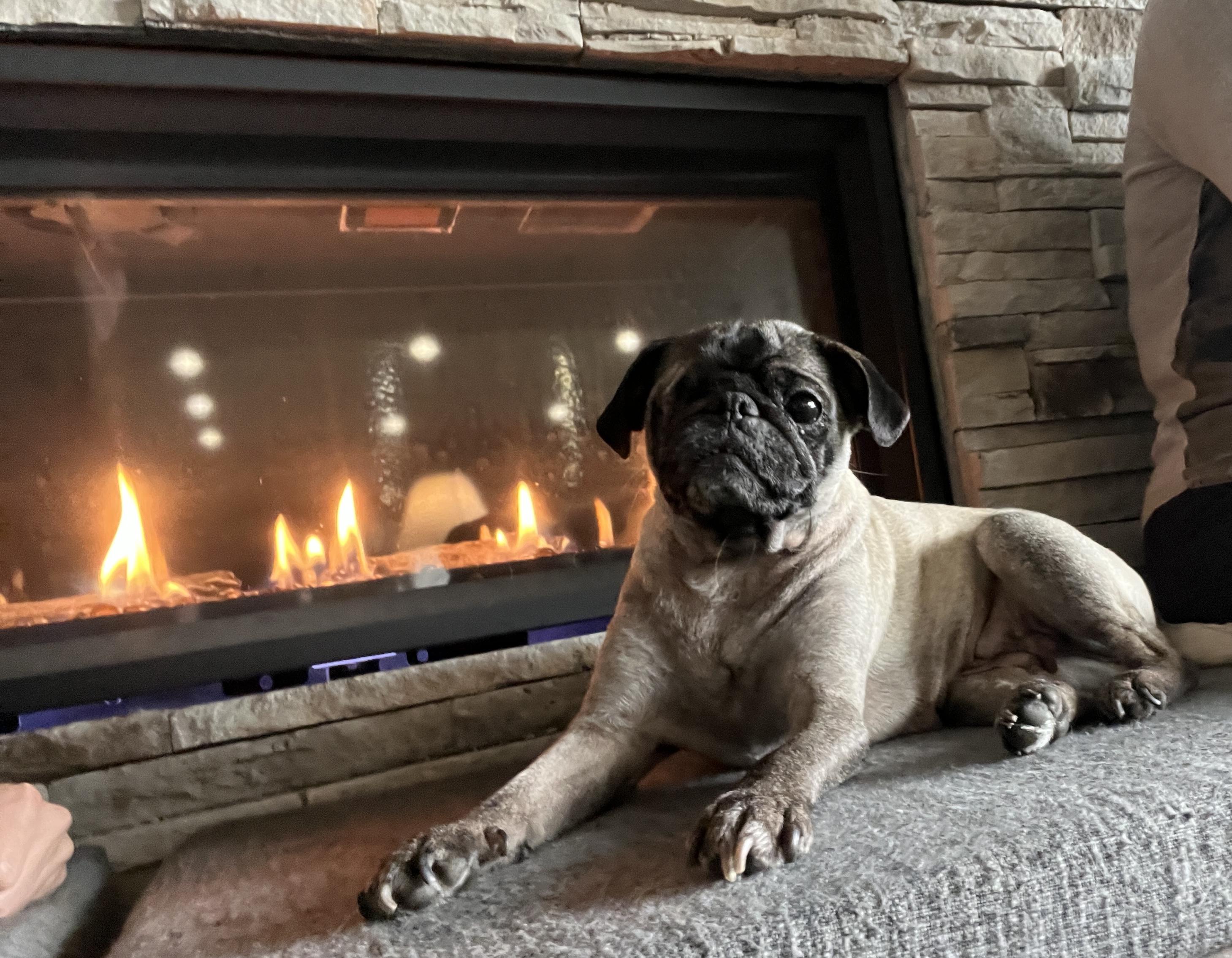 Enlarge Gigi, an adopted Pug in Boise, ID image 2/4