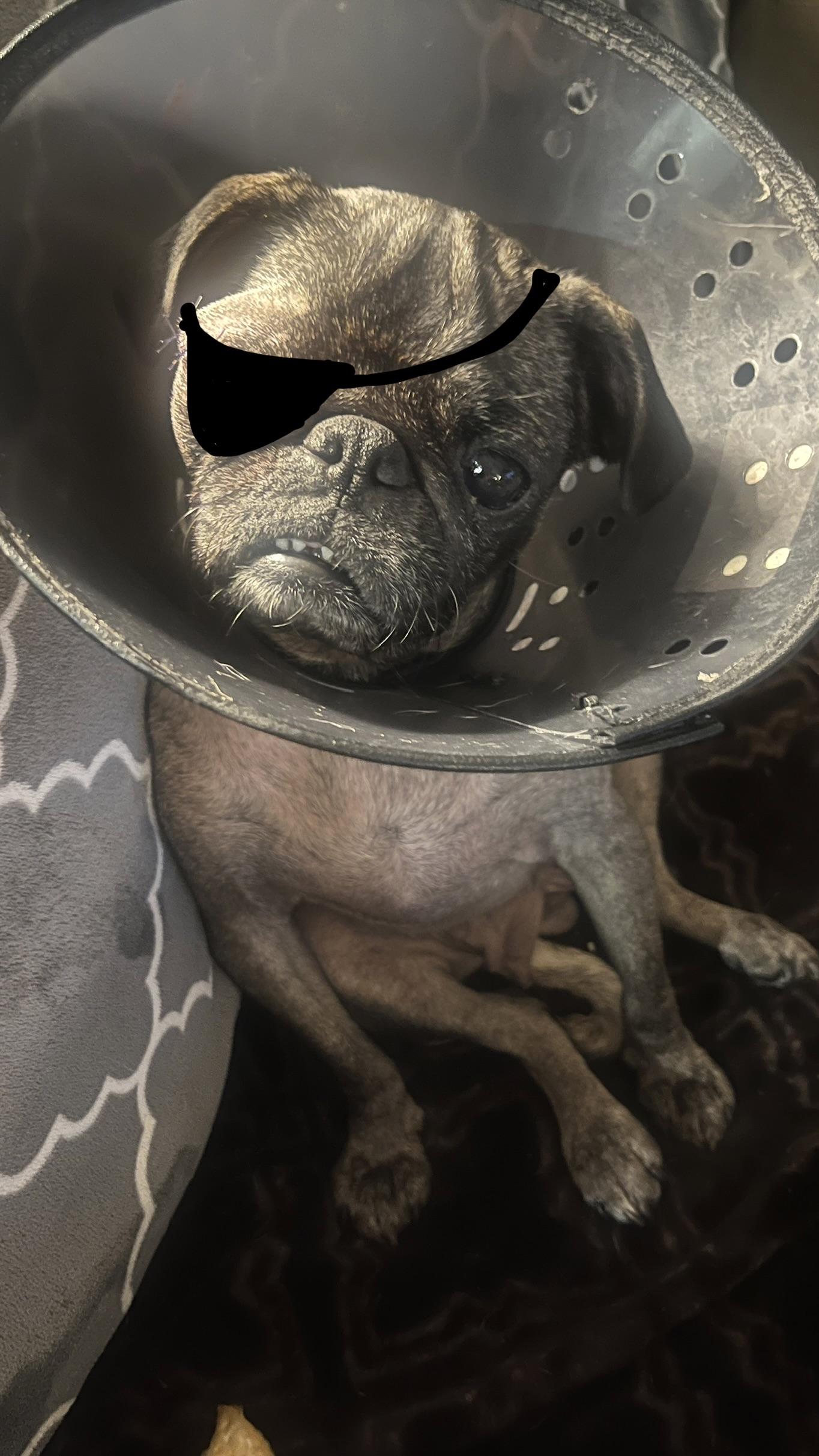 Enlarge Gigi, an adopted Pug in Boise, ID image 3/4