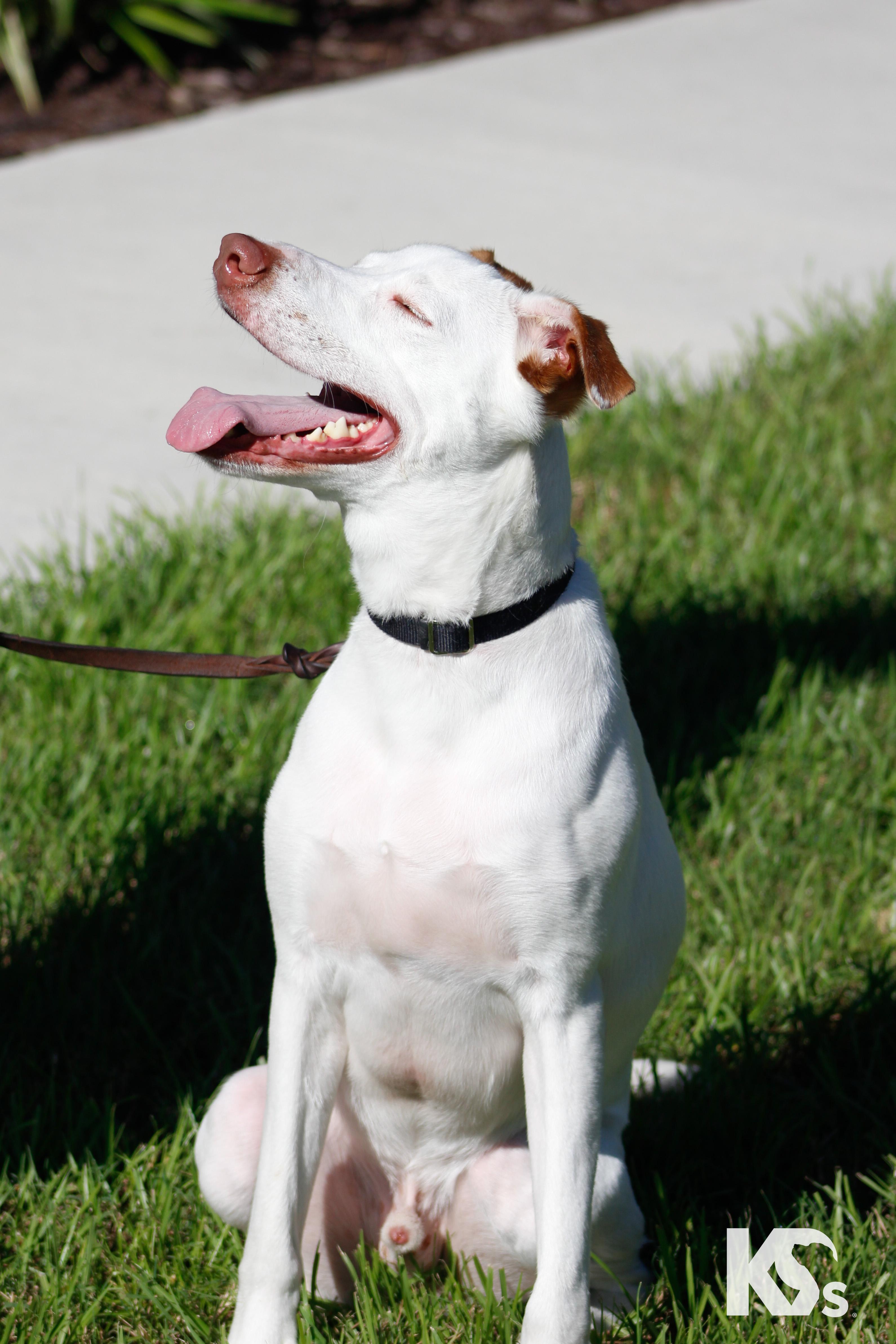 Enlarge Scrapple, a Adoptable mixed breed in Ponte Vedra, FL image 3/4