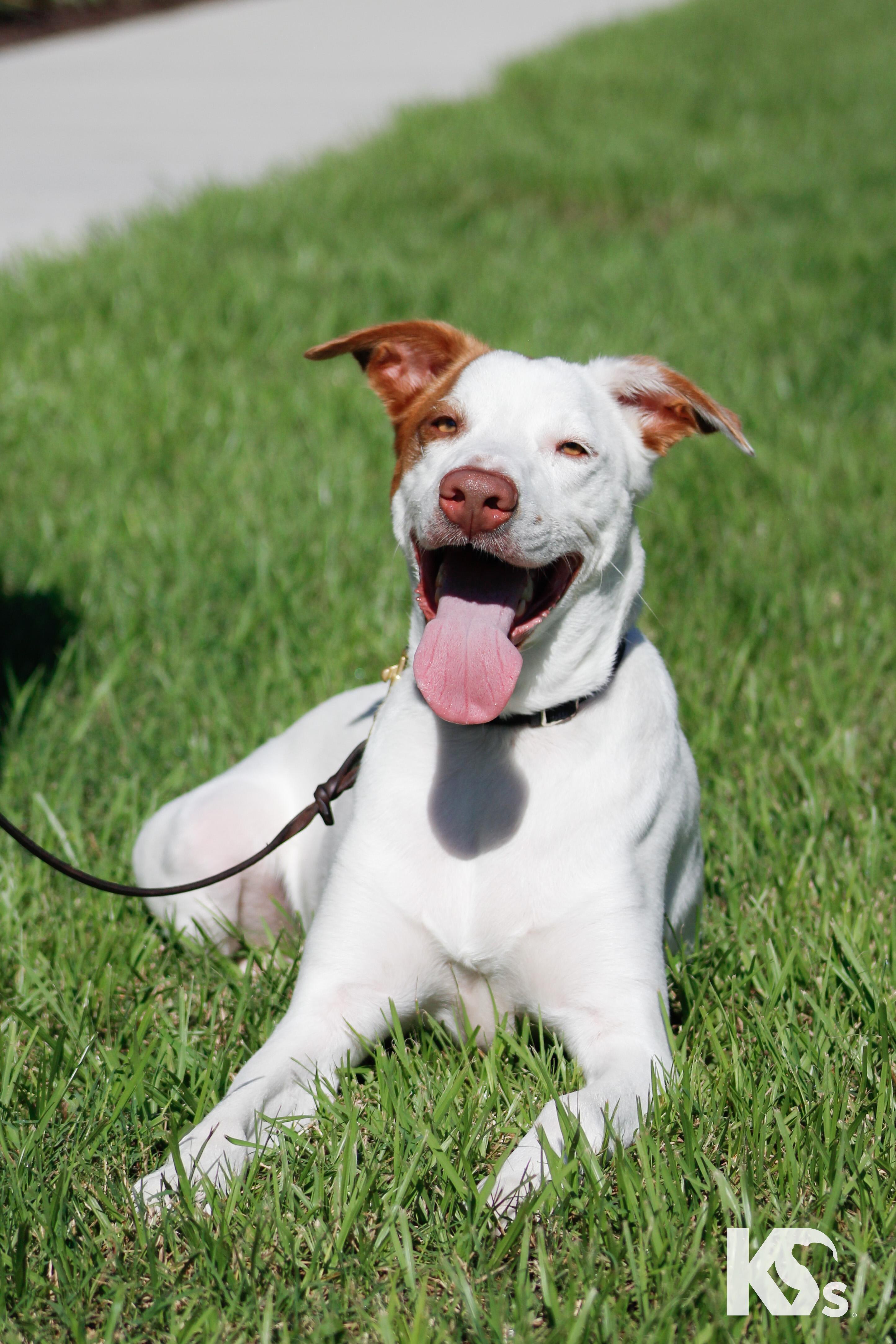 Enlarge Scrapple, a Adoptable mixed breed in Ponte Vedra, FL image 2/4