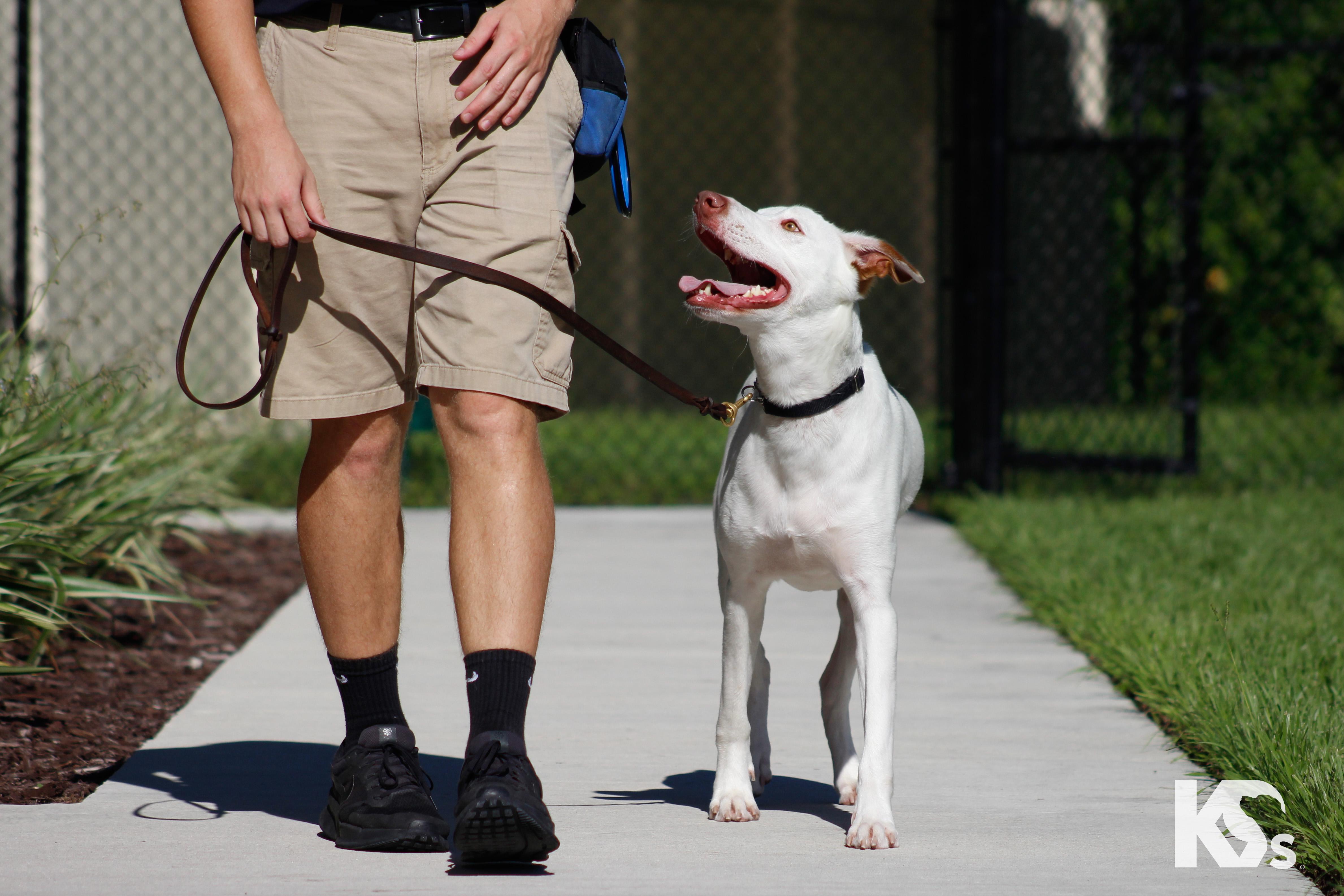 Enlarge Scrapple, a Adoptable mixed breed in Ponte Vedra, FL image 4/4