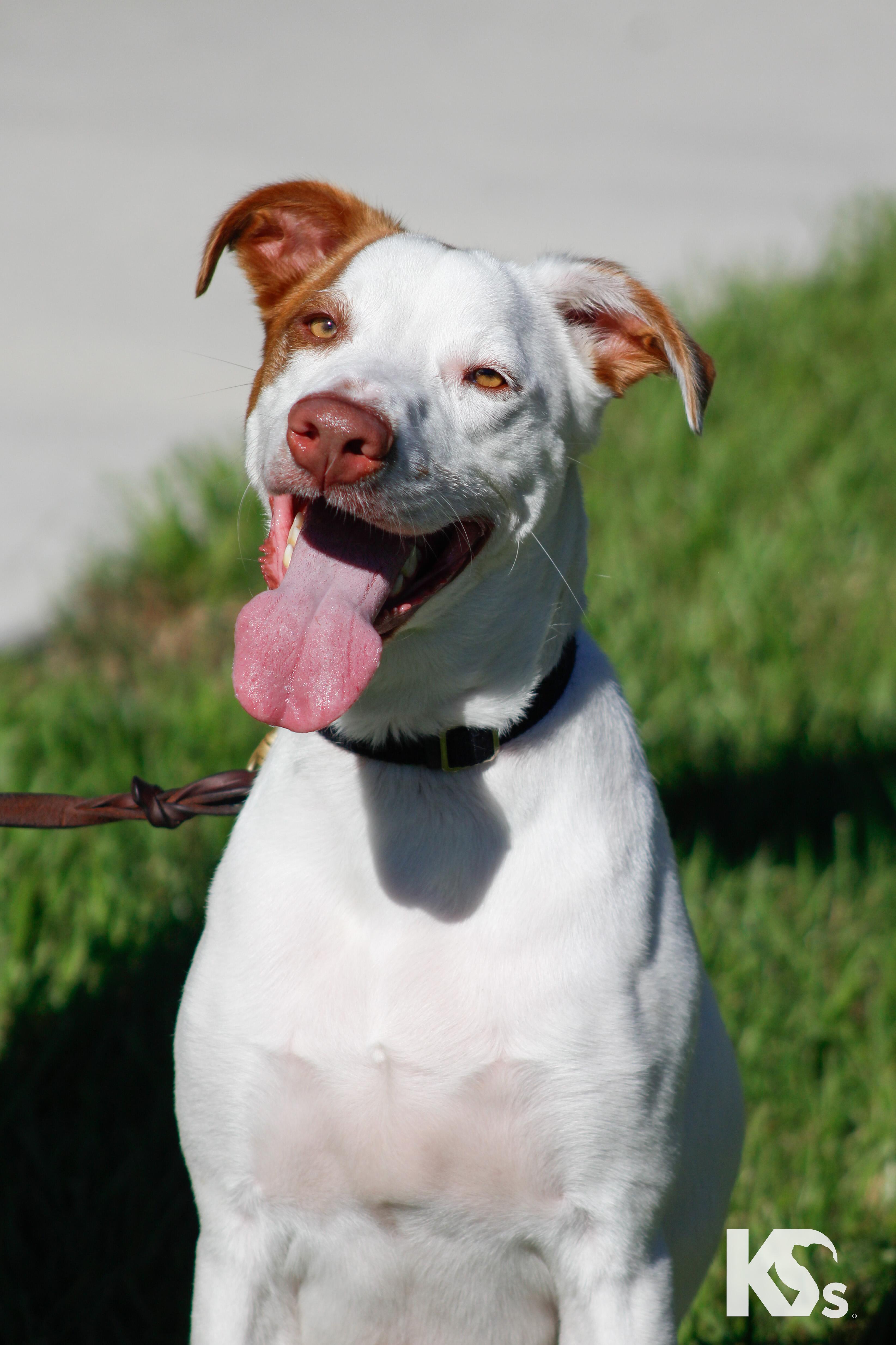 Scrapple, Adoptable, Adult Male Smooth Collie & English Pointer.