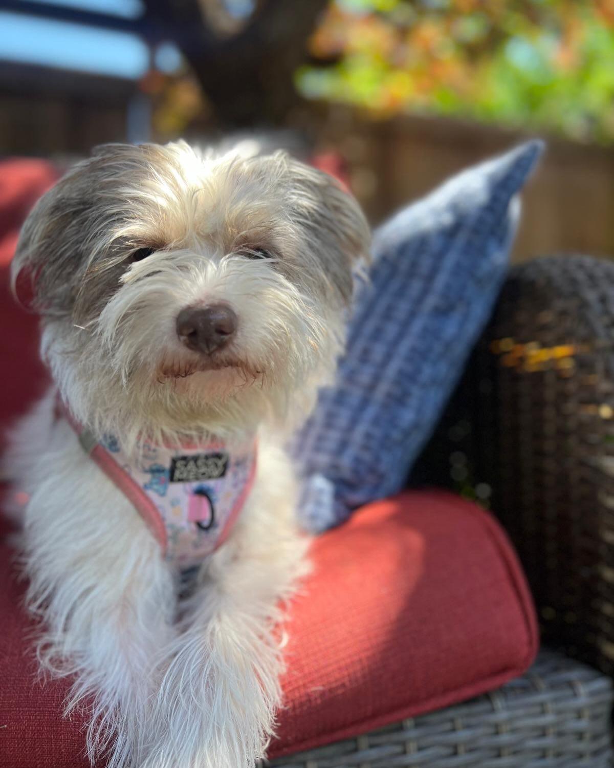 SPRING, an adopted mixed breed in Coquitlam, BC image 2/5