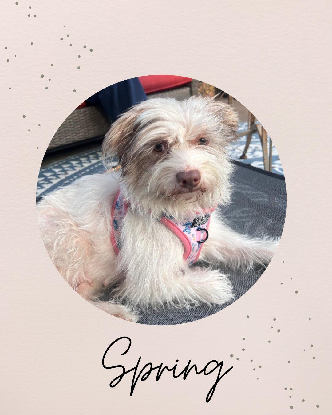 SPRING, adopted, Young Female Terrier.