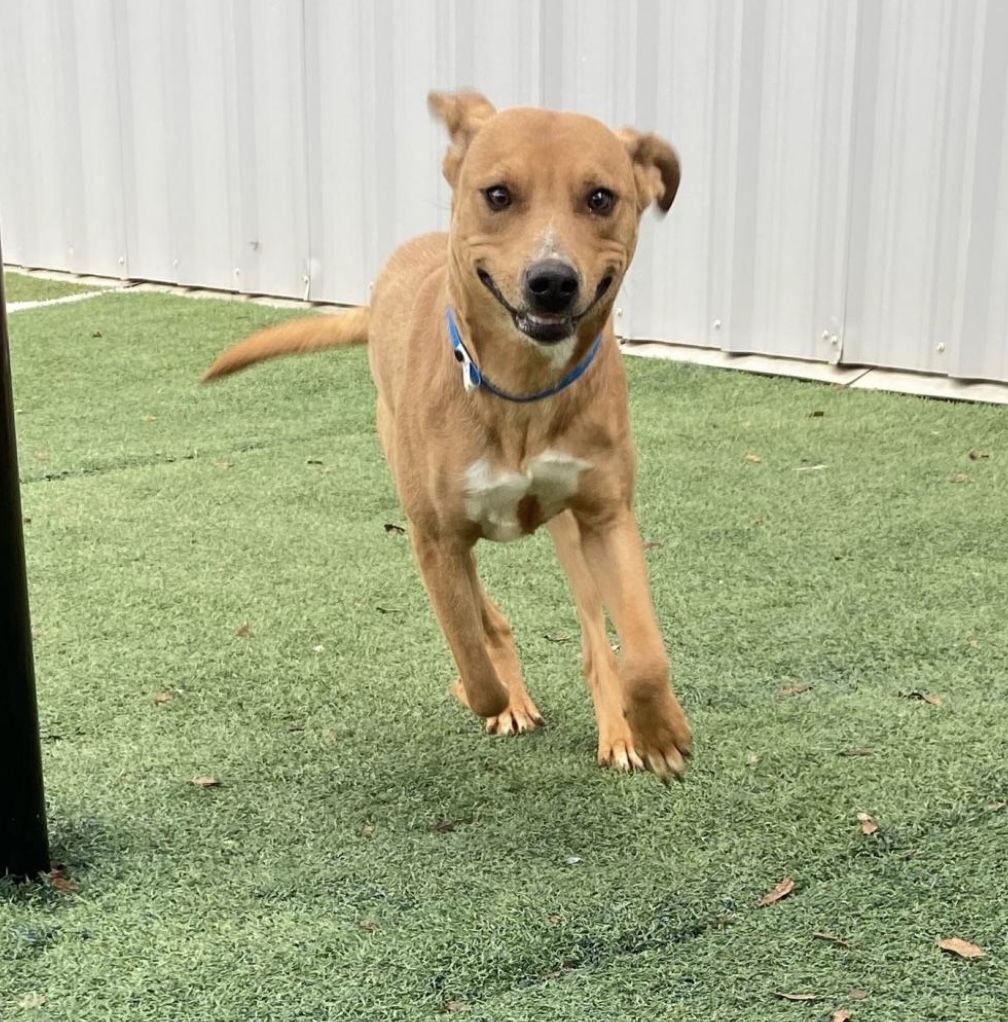 Enlarge Mylo, a Adoptable mixed breed in Charlotte, NC image 4/6