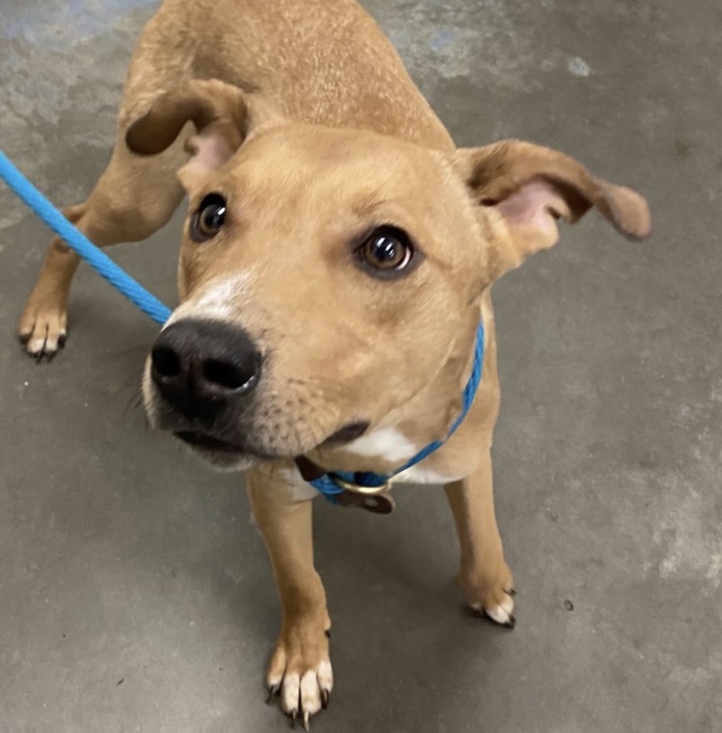 Enlarge Mylo, a Adoptable mixed breed in Charlotte, NC image 6/6