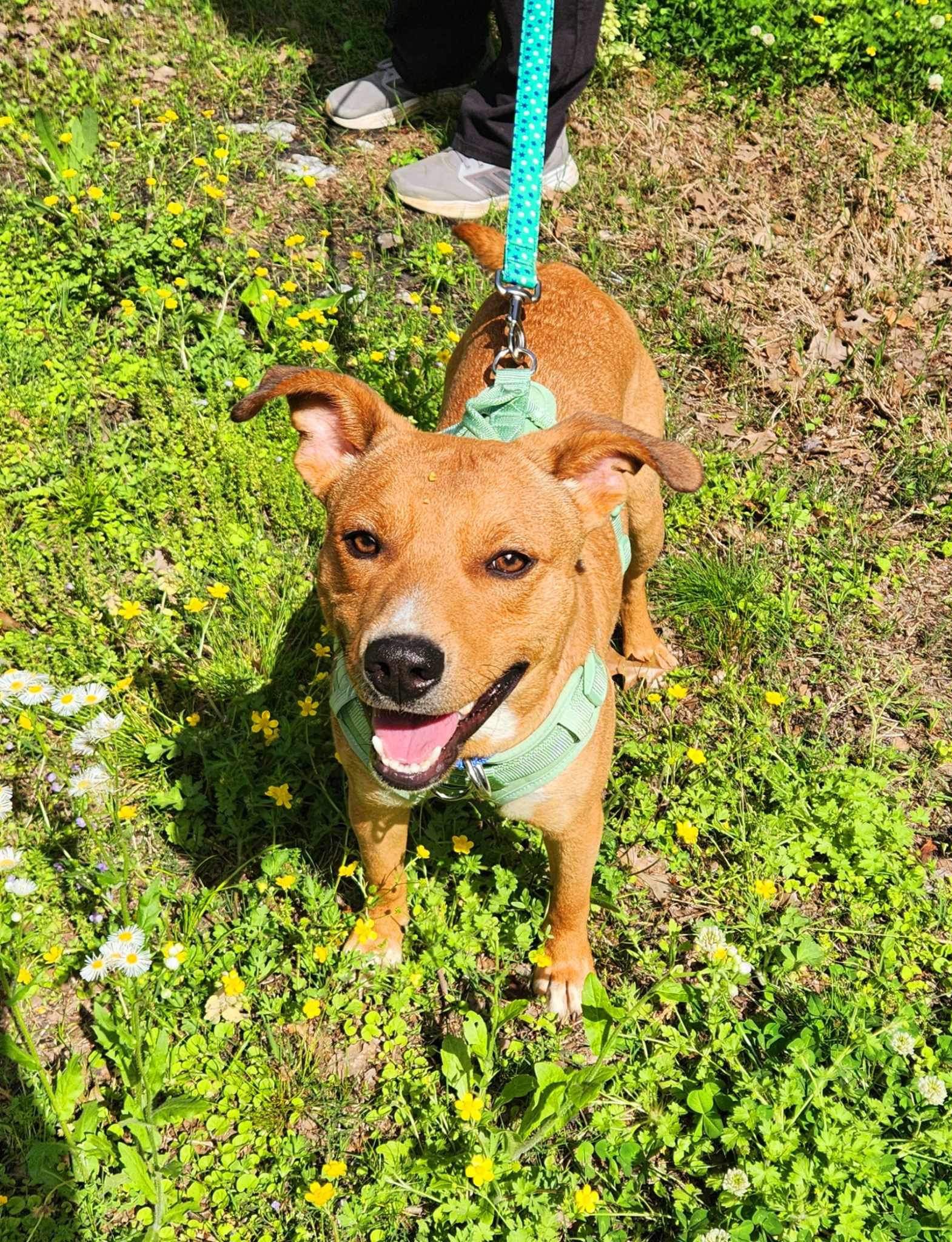 Mylo, Adoptable, Adult Male Jack Russell Terrier.