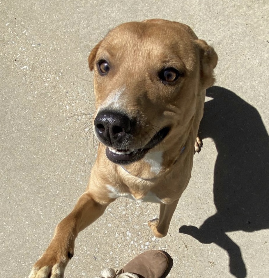 Enlarge Mylo, a Adoptable mixed breed in Charlotte, NC image 2/6