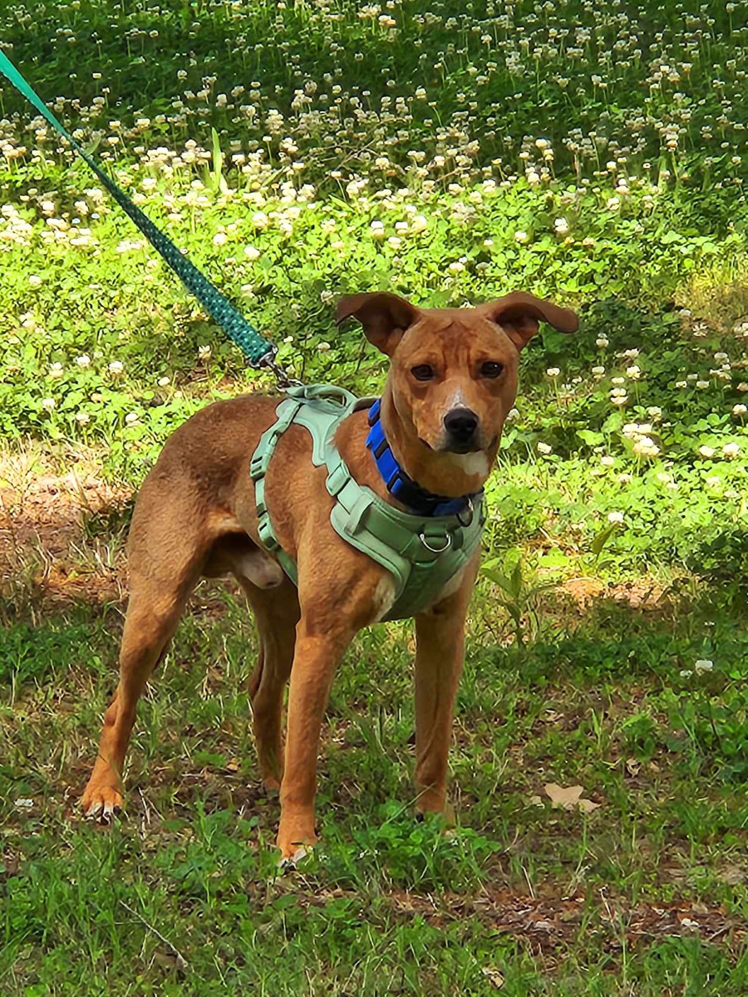 Enlarge Mylo, a Adoptable mixed breed in Charlotte, NC image 5/6