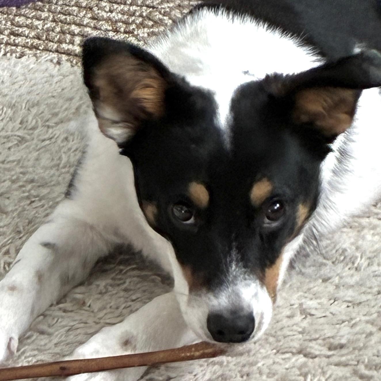 Enlarge Teddy, a ADOPTABLE mixed breed in Prior Lake, MN image 5/6